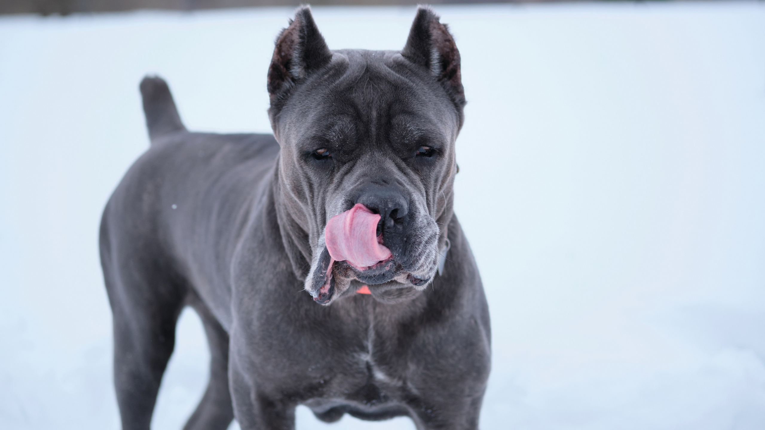 Съемка животных