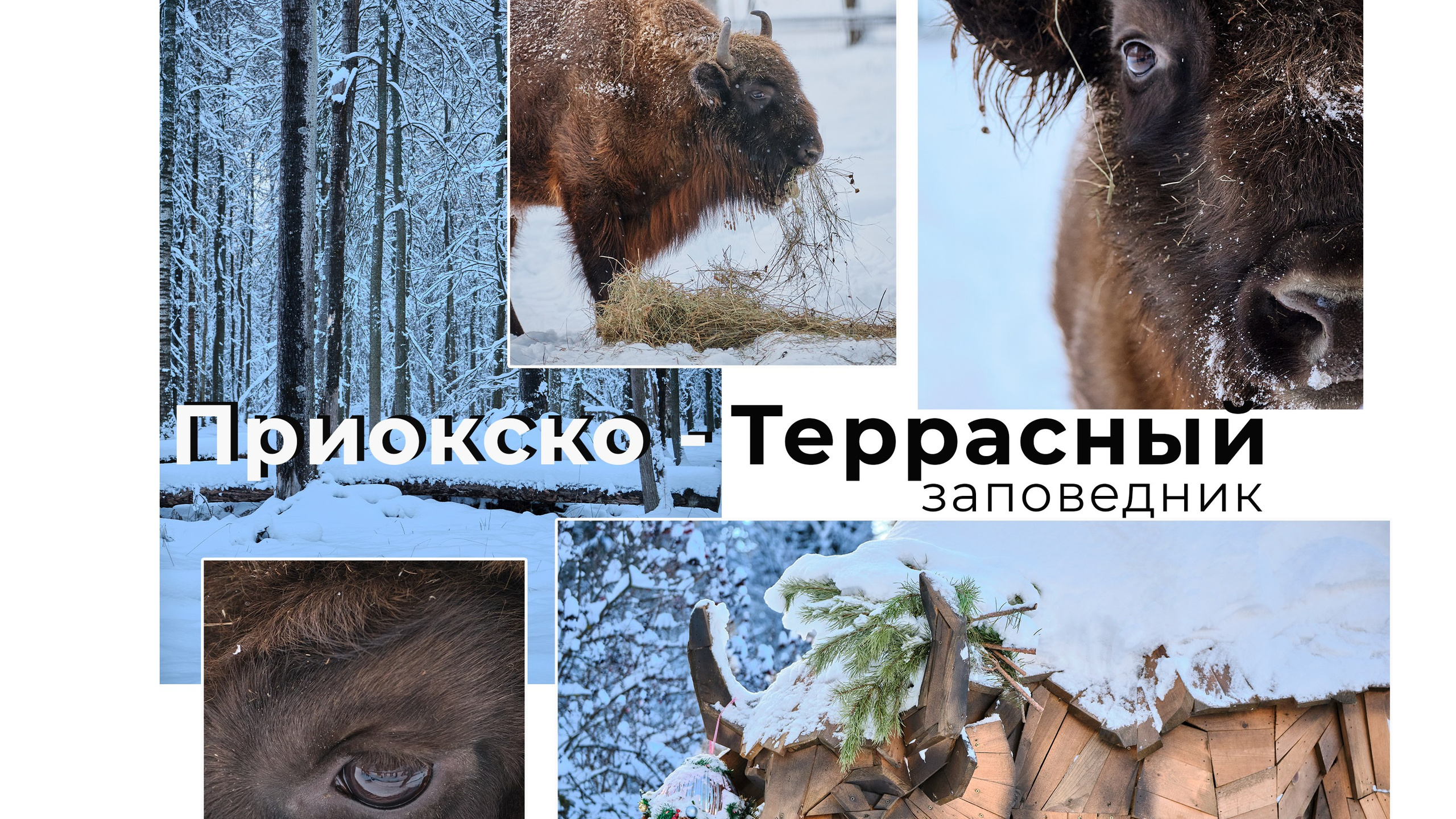 Приокско-Террасный заповедник