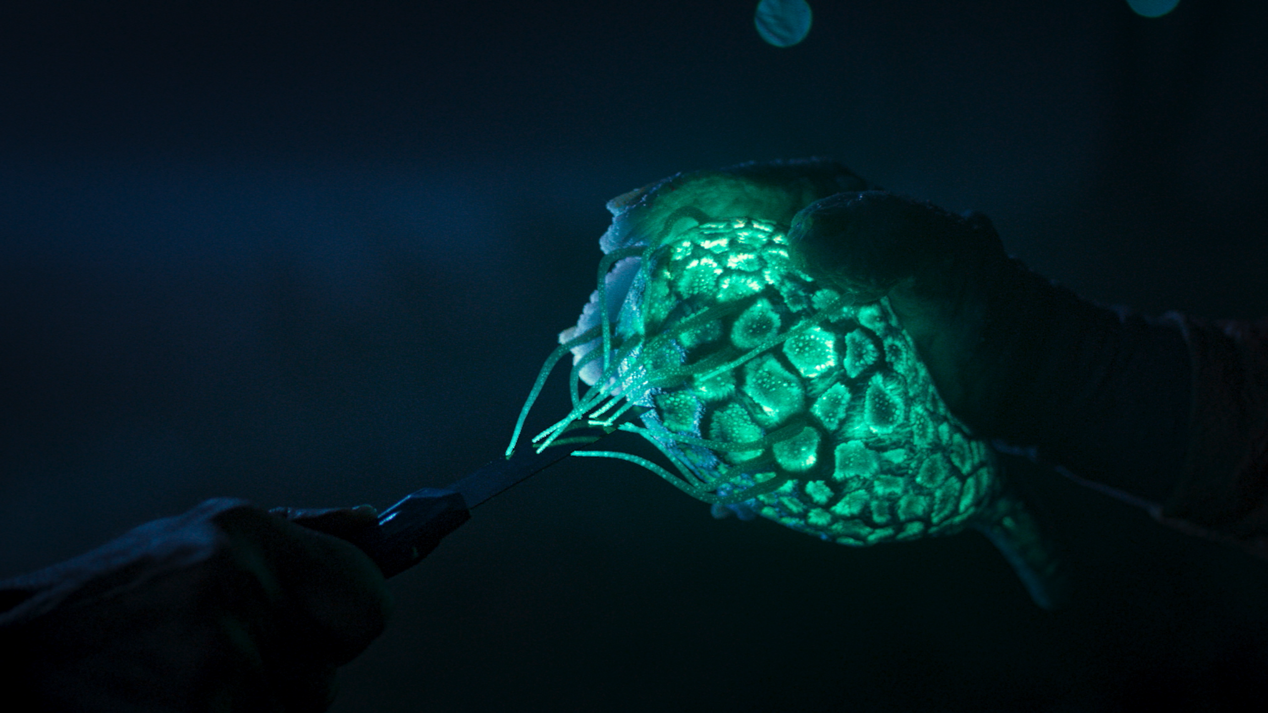 Сасык • Фильм