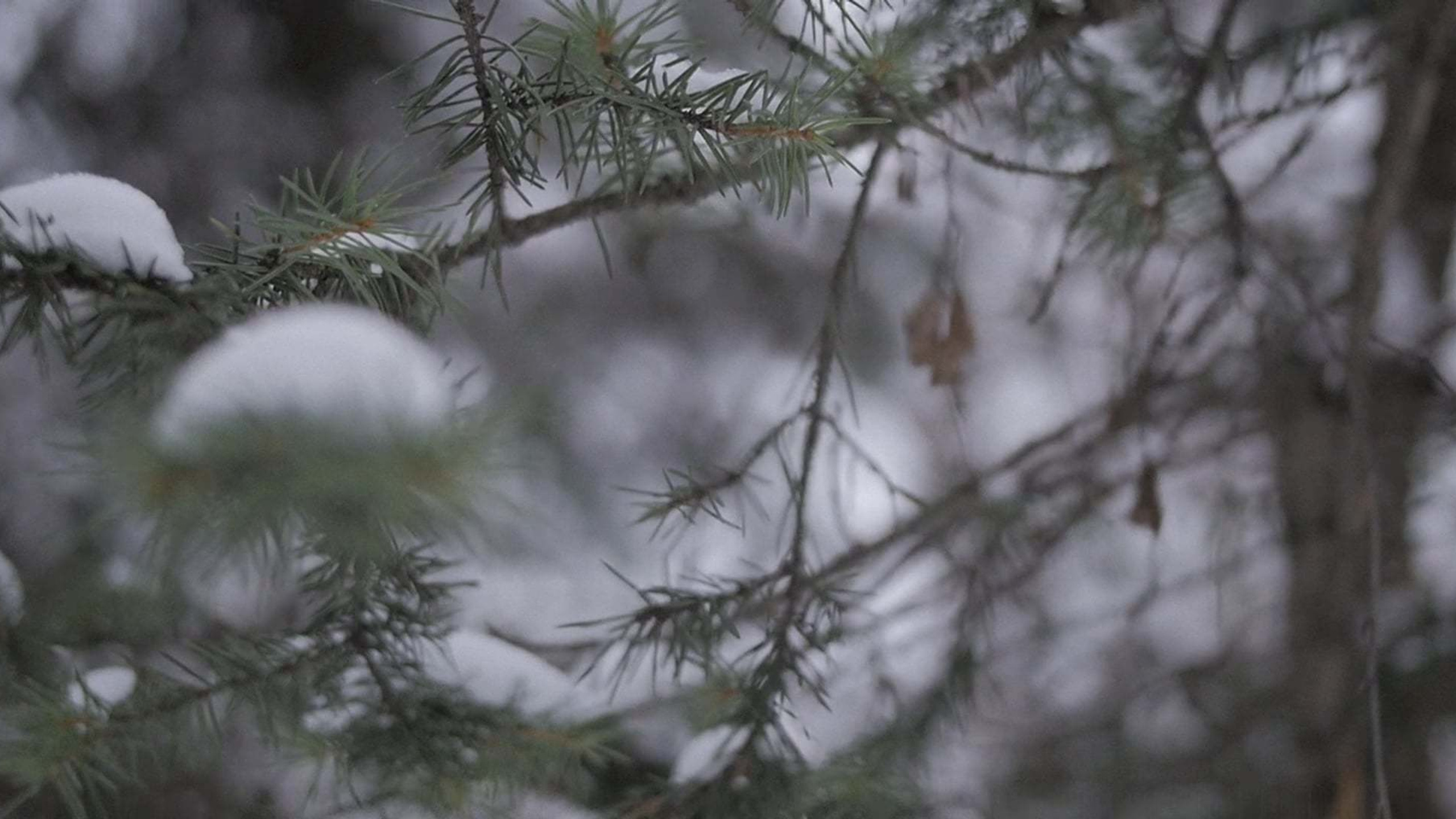 Свадьба Вадима и Елены 14 декабря 2018 года. Ведущий на свадьбу, корпоратив и юбилей в Москве Сергей Рябинин