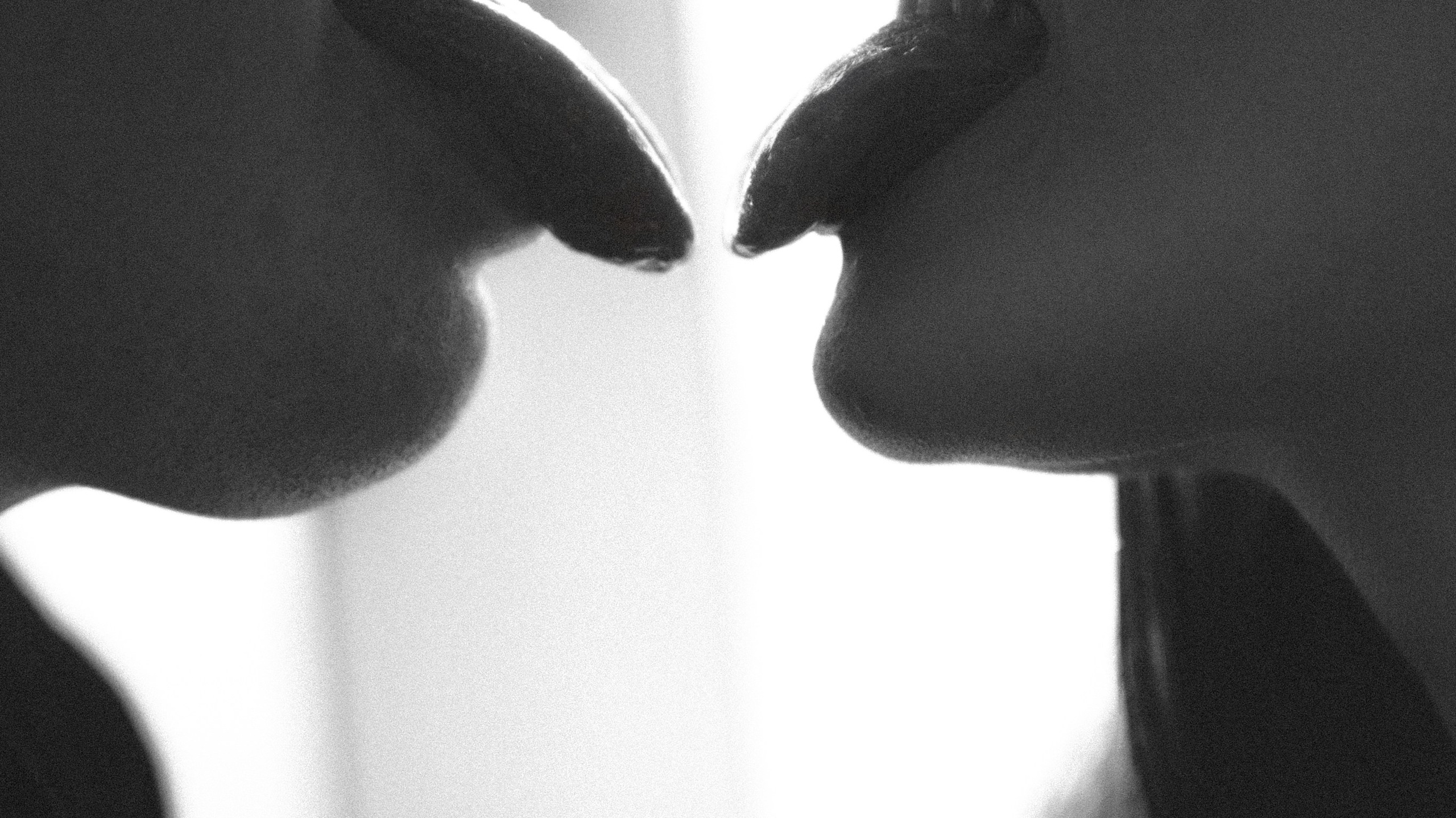 Миша и&nbsp;Саша