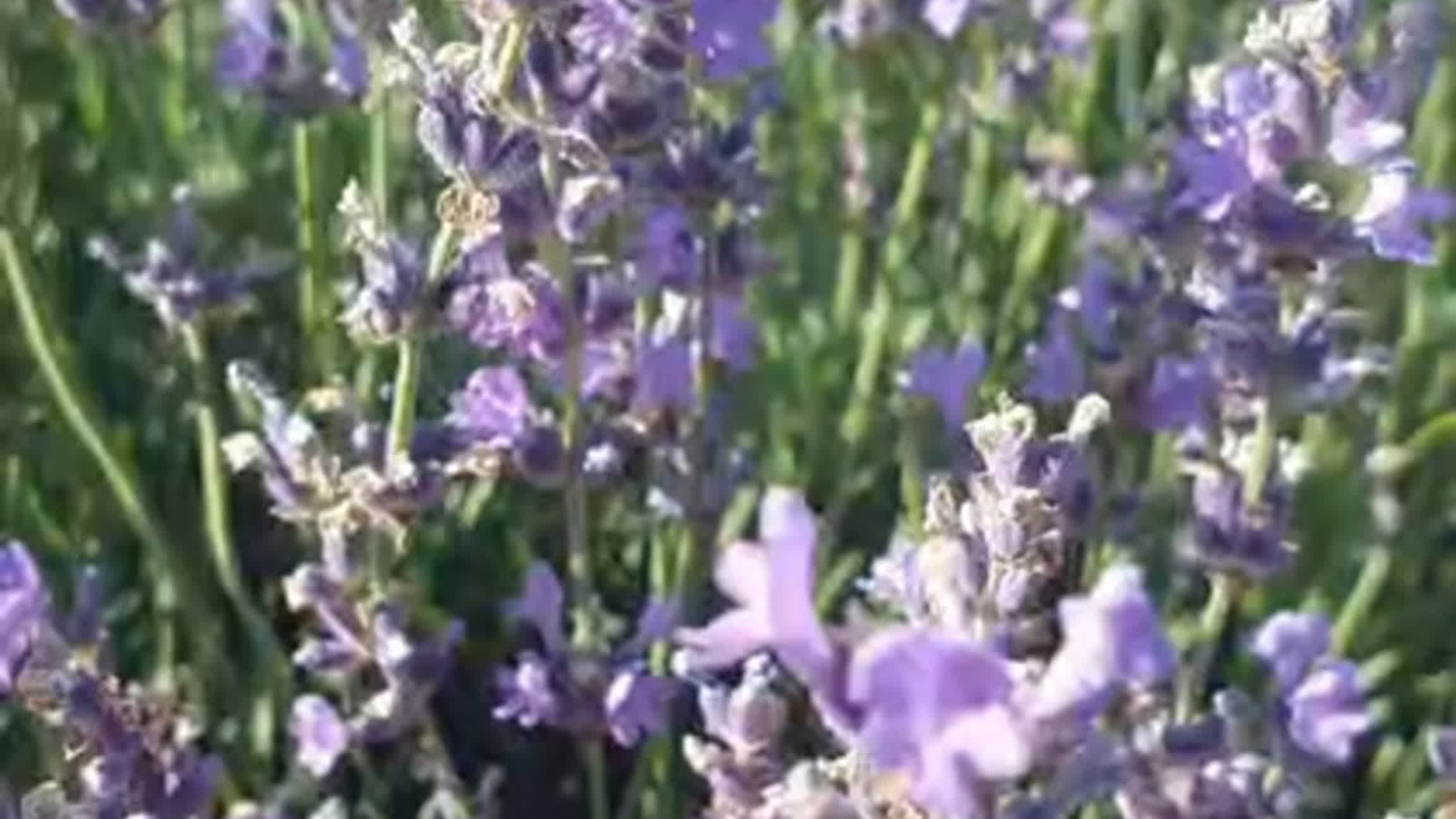 Лаванда. Главная