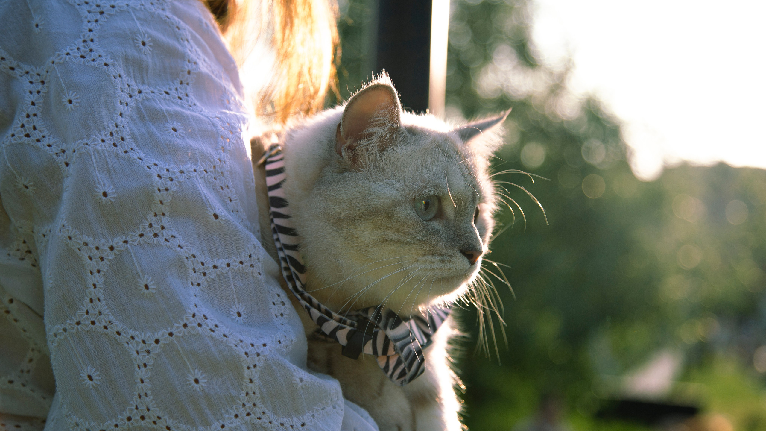 в моде тёплые коты