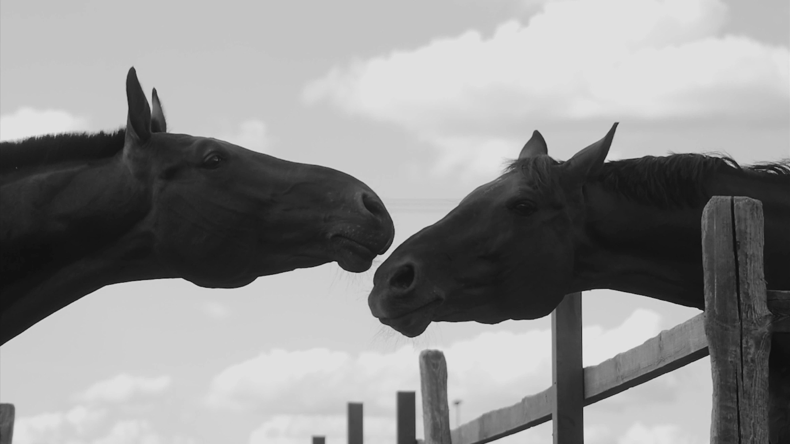 Тизеры. Свадебный видеограф Алина Лаврентьева в Москве и Саратове