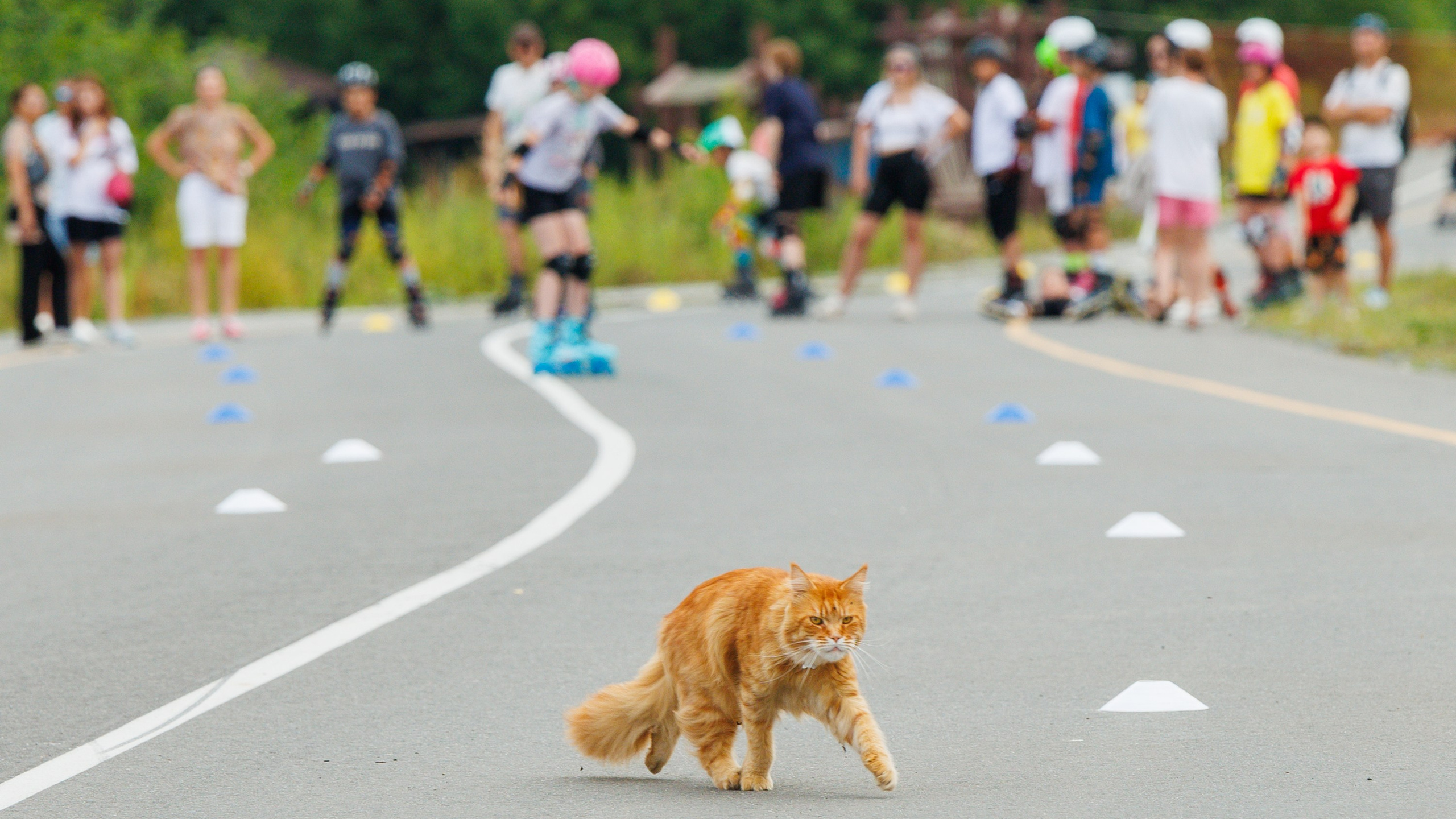 Роллеры и&nbsp;Кот