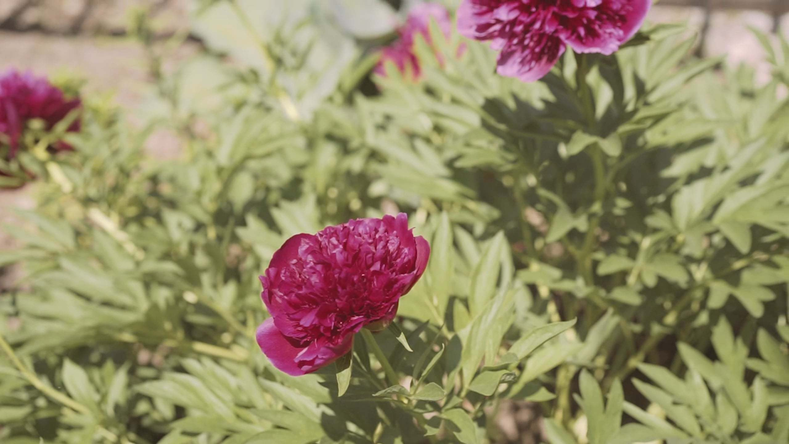 Видео. Свадебный и семейный фотограф в Нижнем Новгороде Варламов Алексей