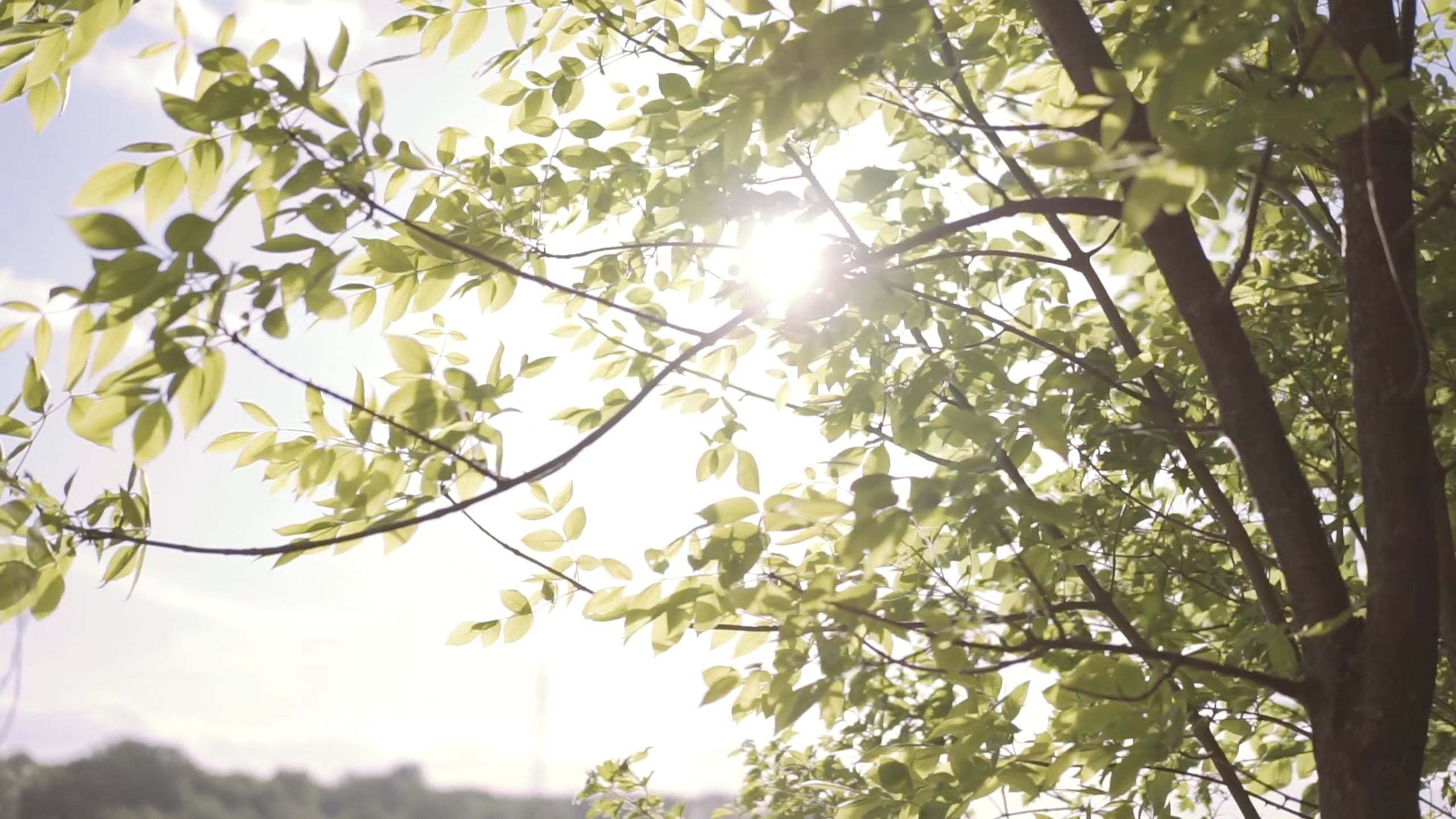 Видео. Свадебный и семейный фотограф в Нижнем Новгороде Варламов Алексей