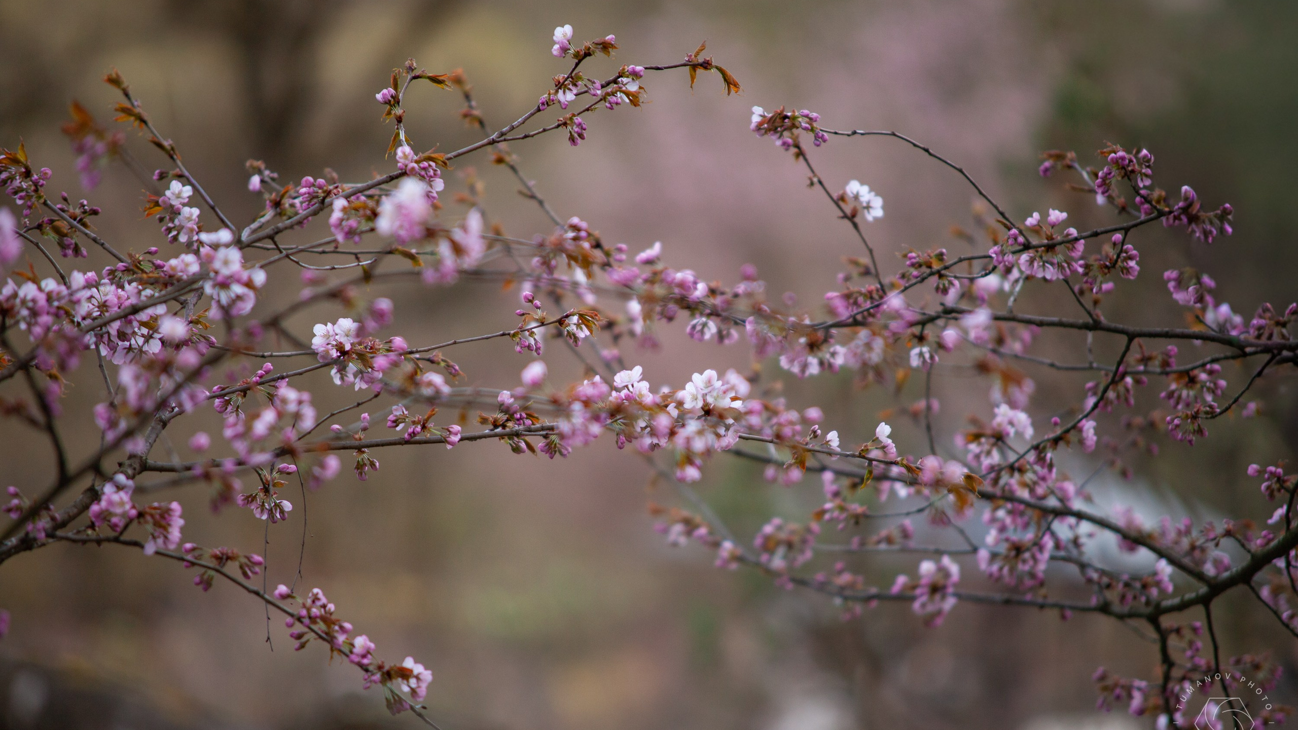 Ханами в Японском саду