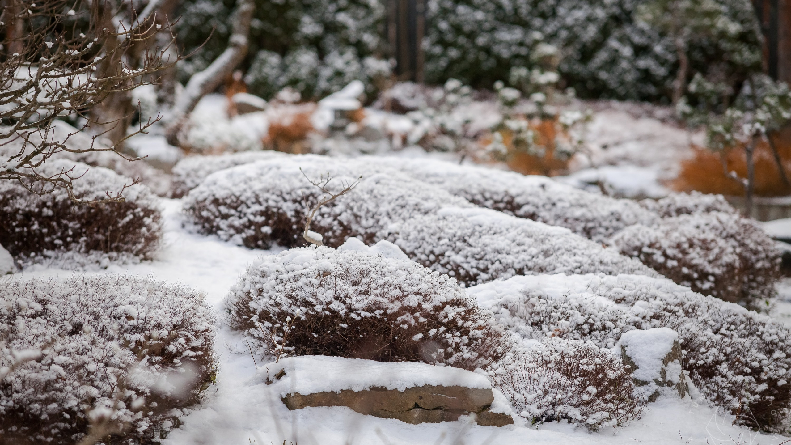 Личный сад Елены Асташкиной (Пердзимье)