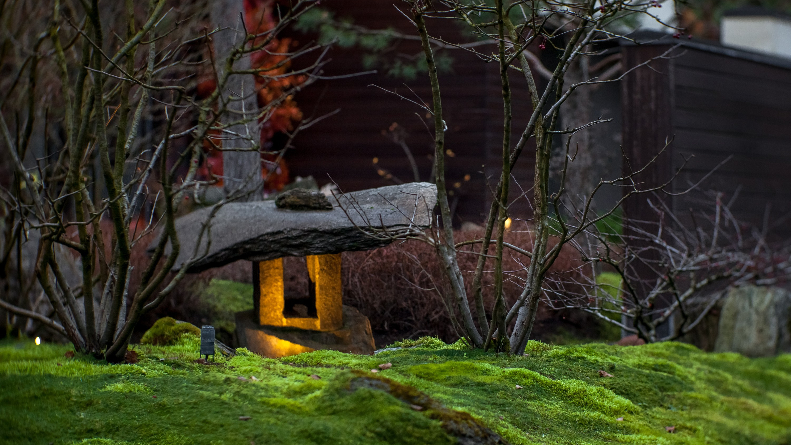 Вечерний сад «Сиреневый туман» (автор: Елена Асташкина)