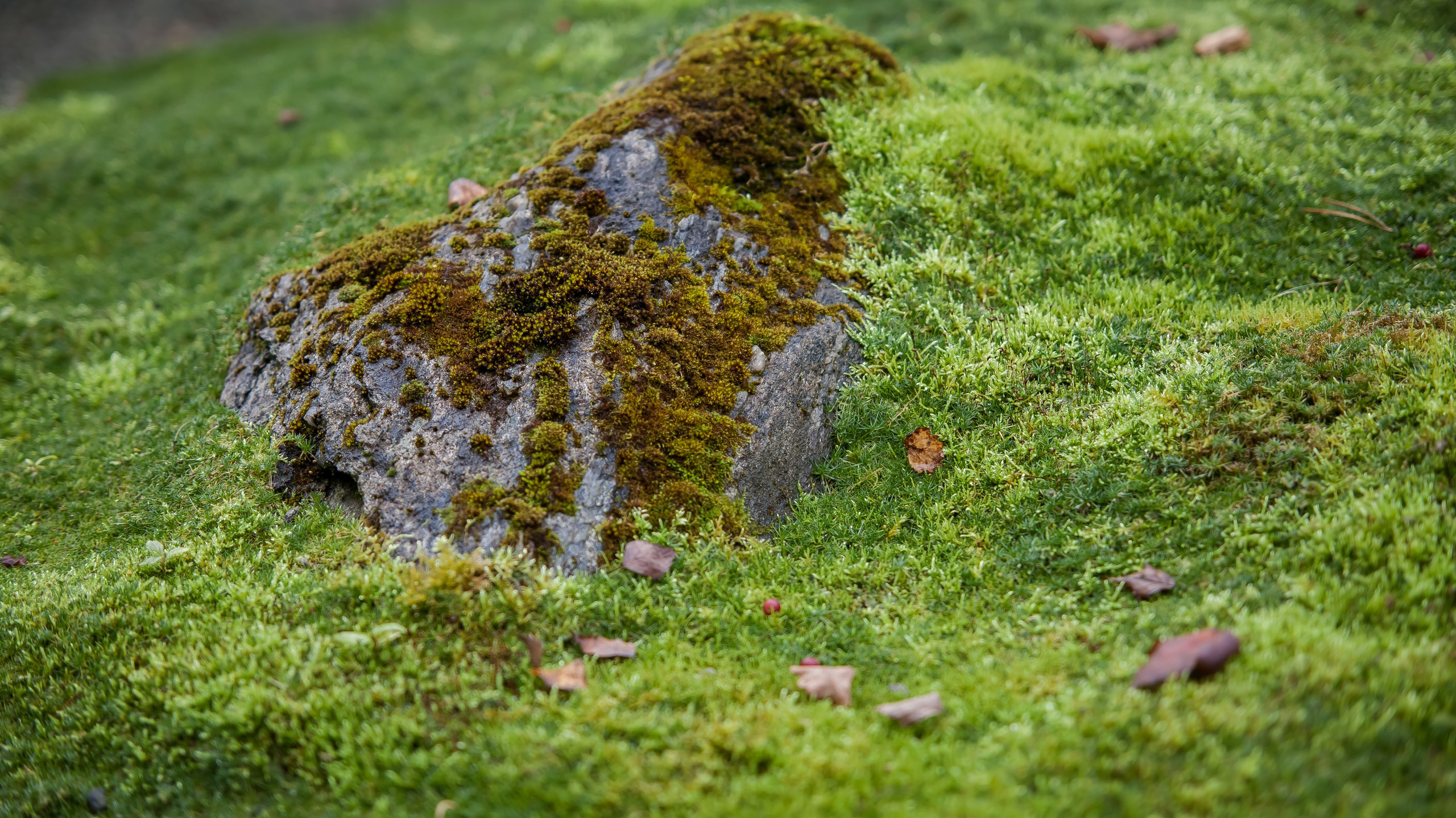 Сад мхов (автор: Елена Асташкина)