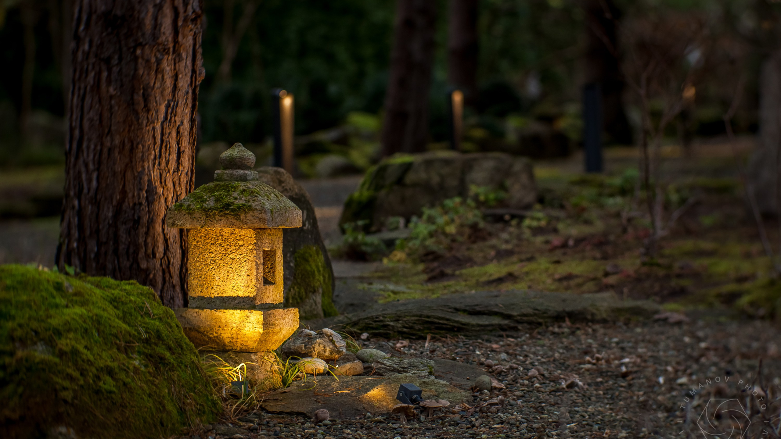 Вечерний сад «Сиреневый туман» (автор: Елена Асташкина)