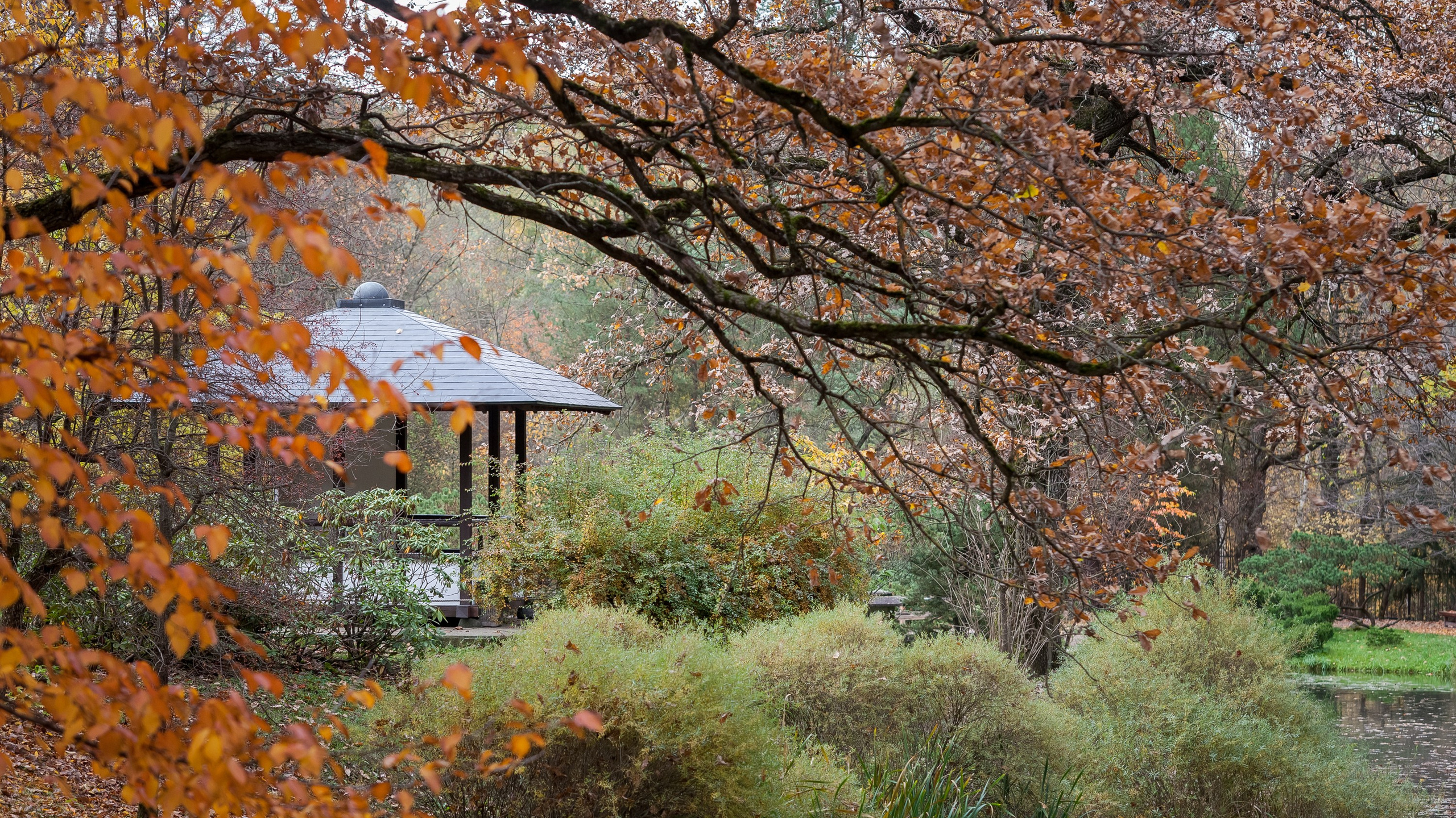 «Японский сад» в Ботаническом саду имени Н. В. Цицина