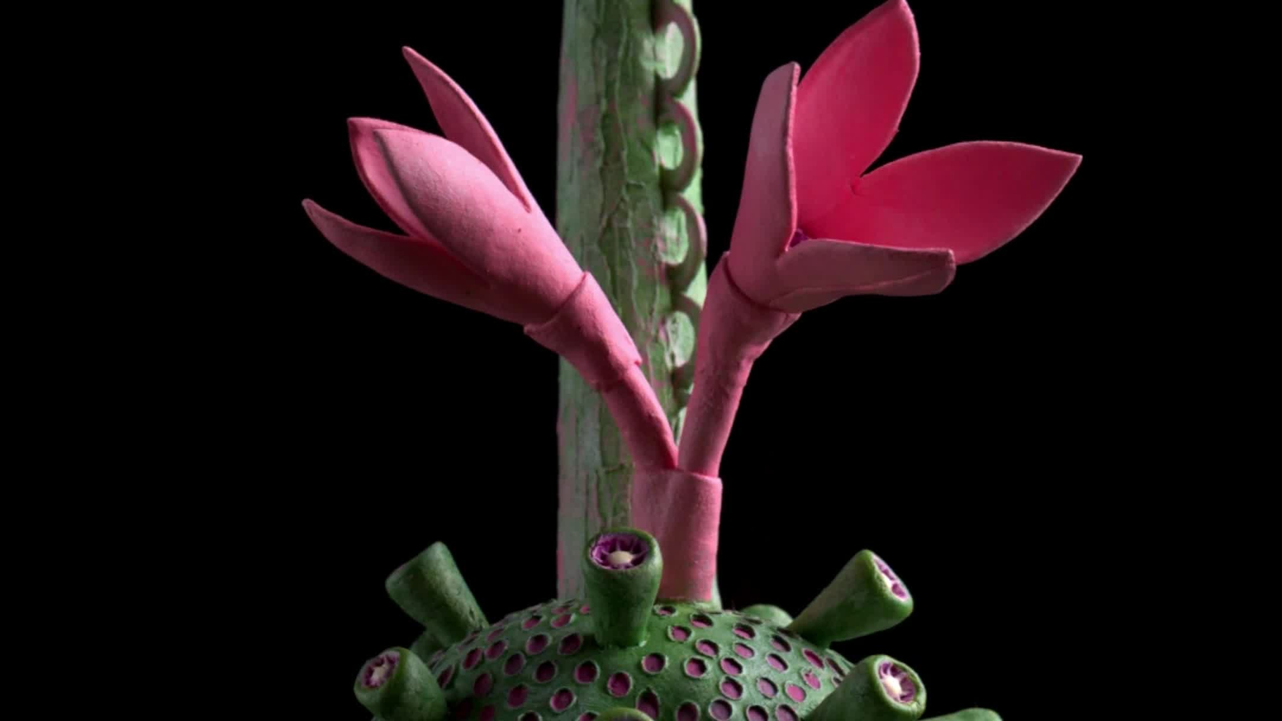 Videos. Portrait, Travel, Commercial Photographer