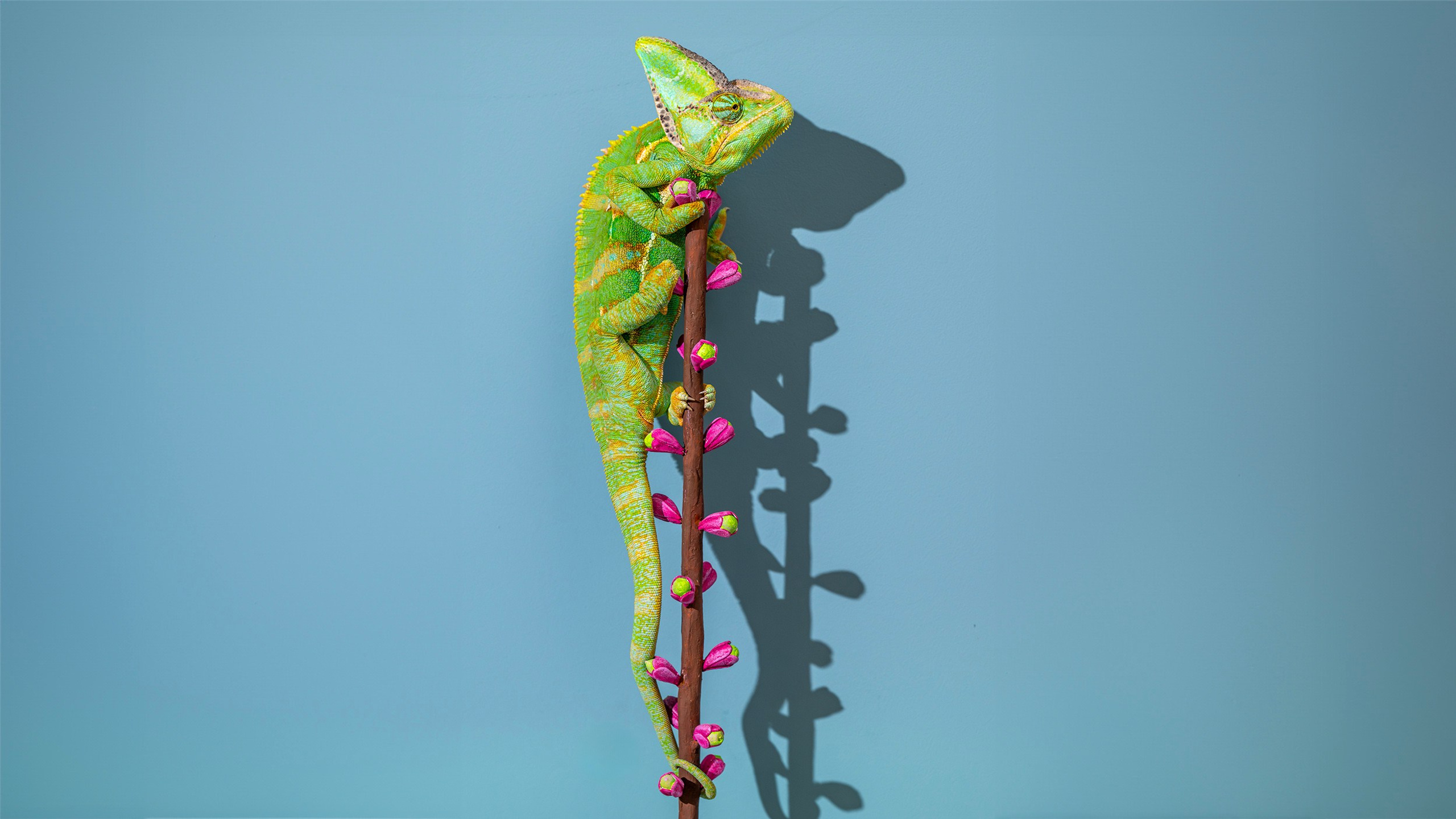 Videos. Portrait, Travel, Commercial Photographer