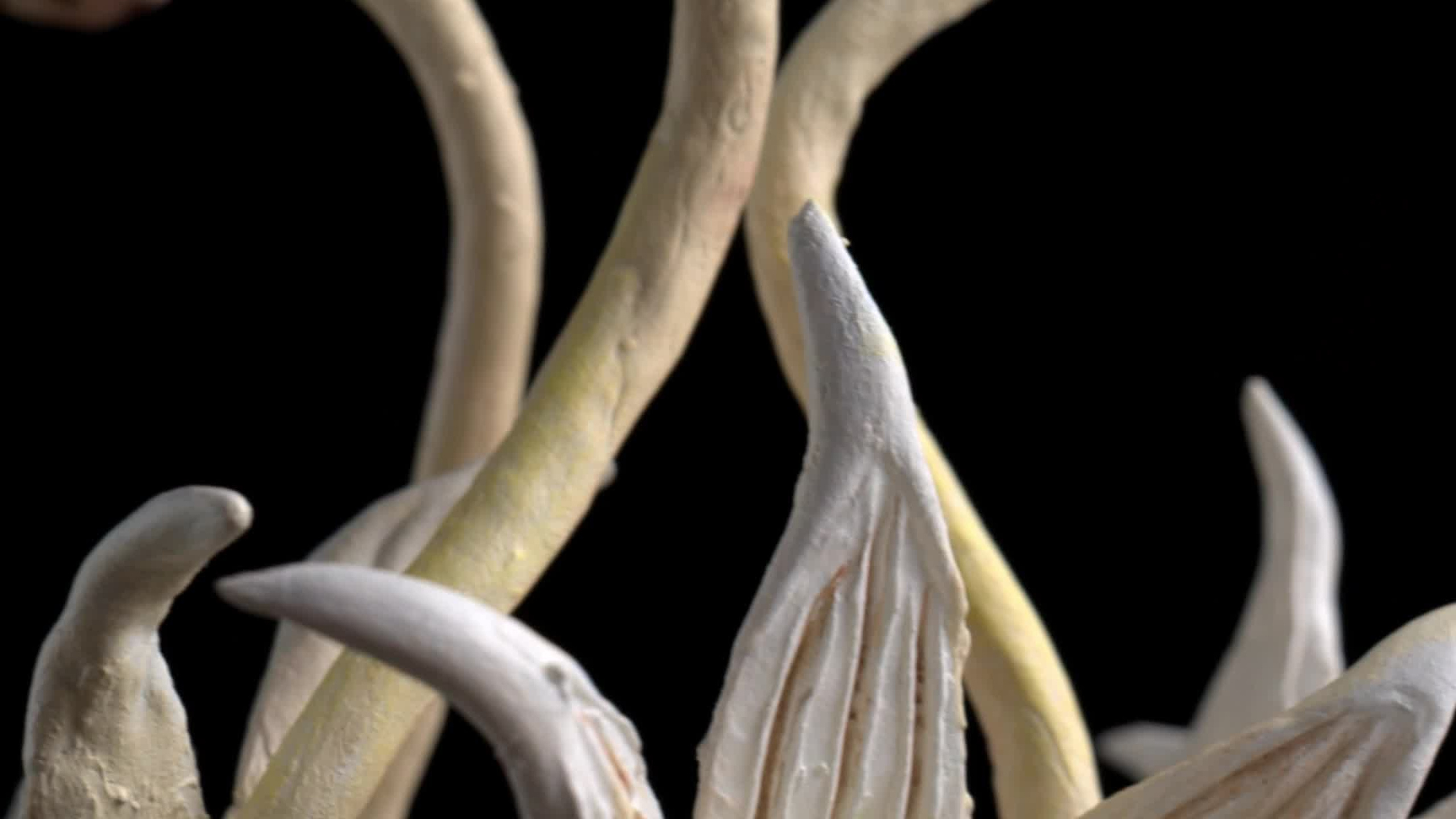 Videos. Portrait, Travel, Commercial Photographer