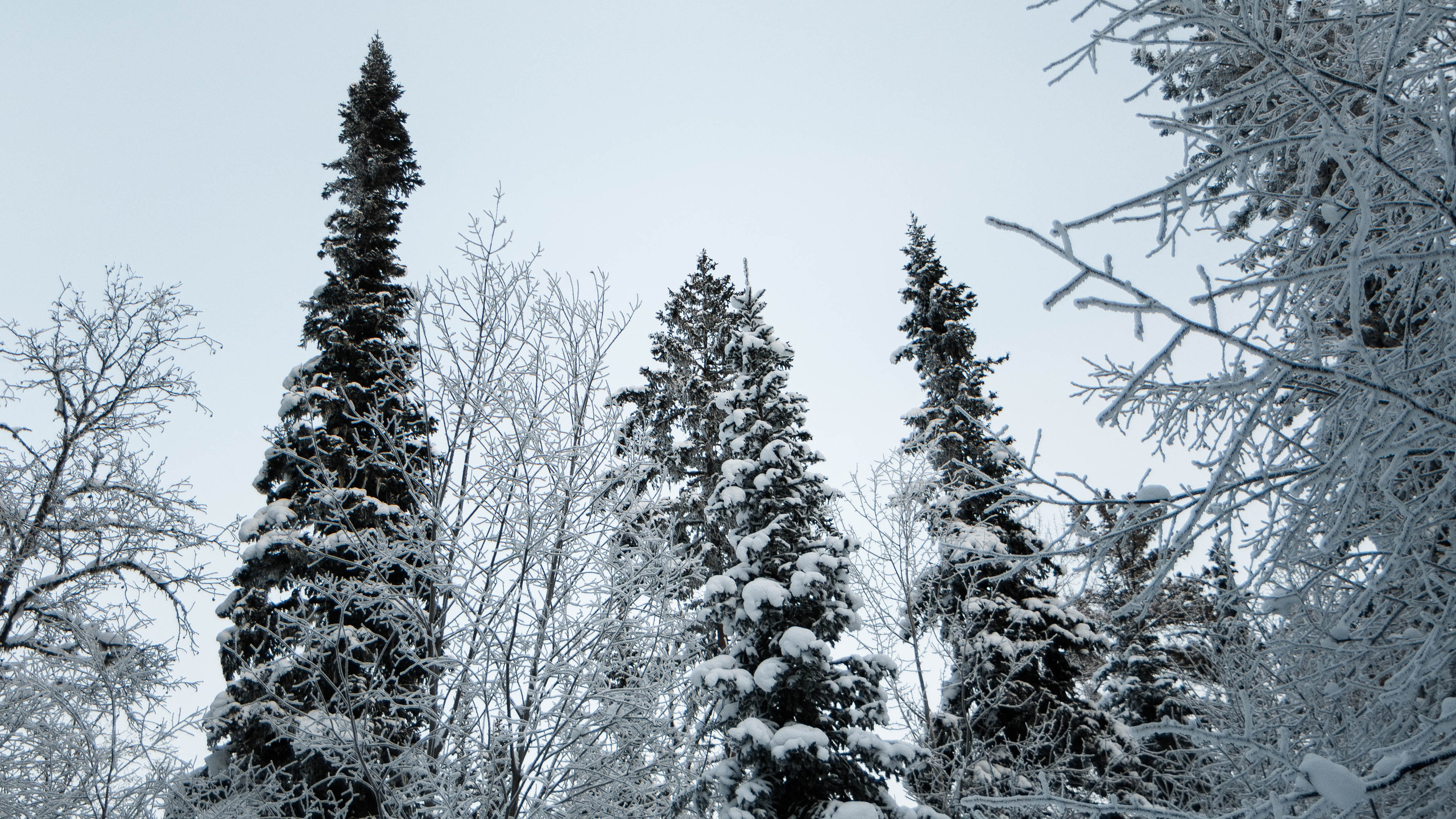 Природа. Danny Morgunovsky