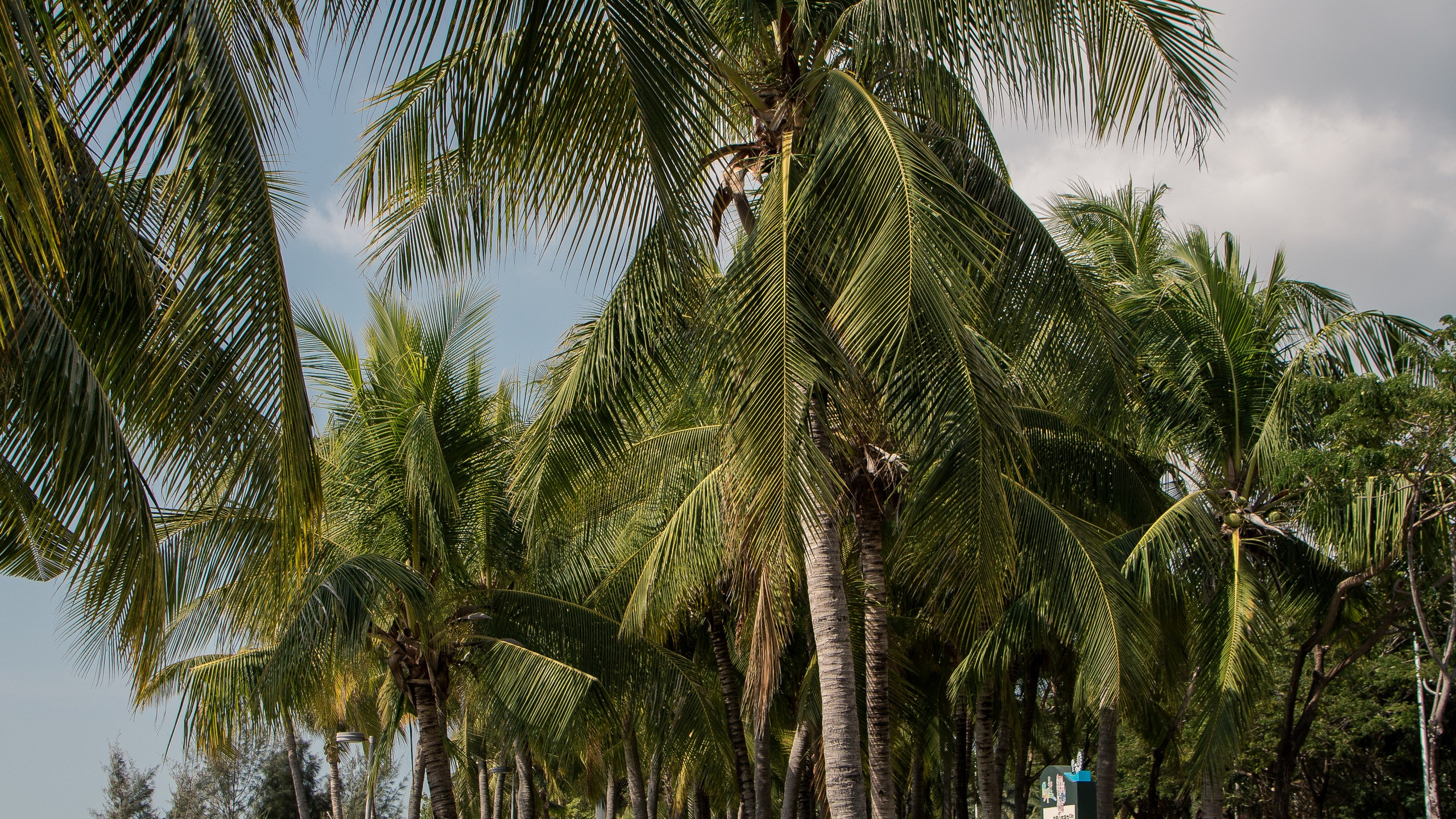 Китай'20. Danny Morgunovsky