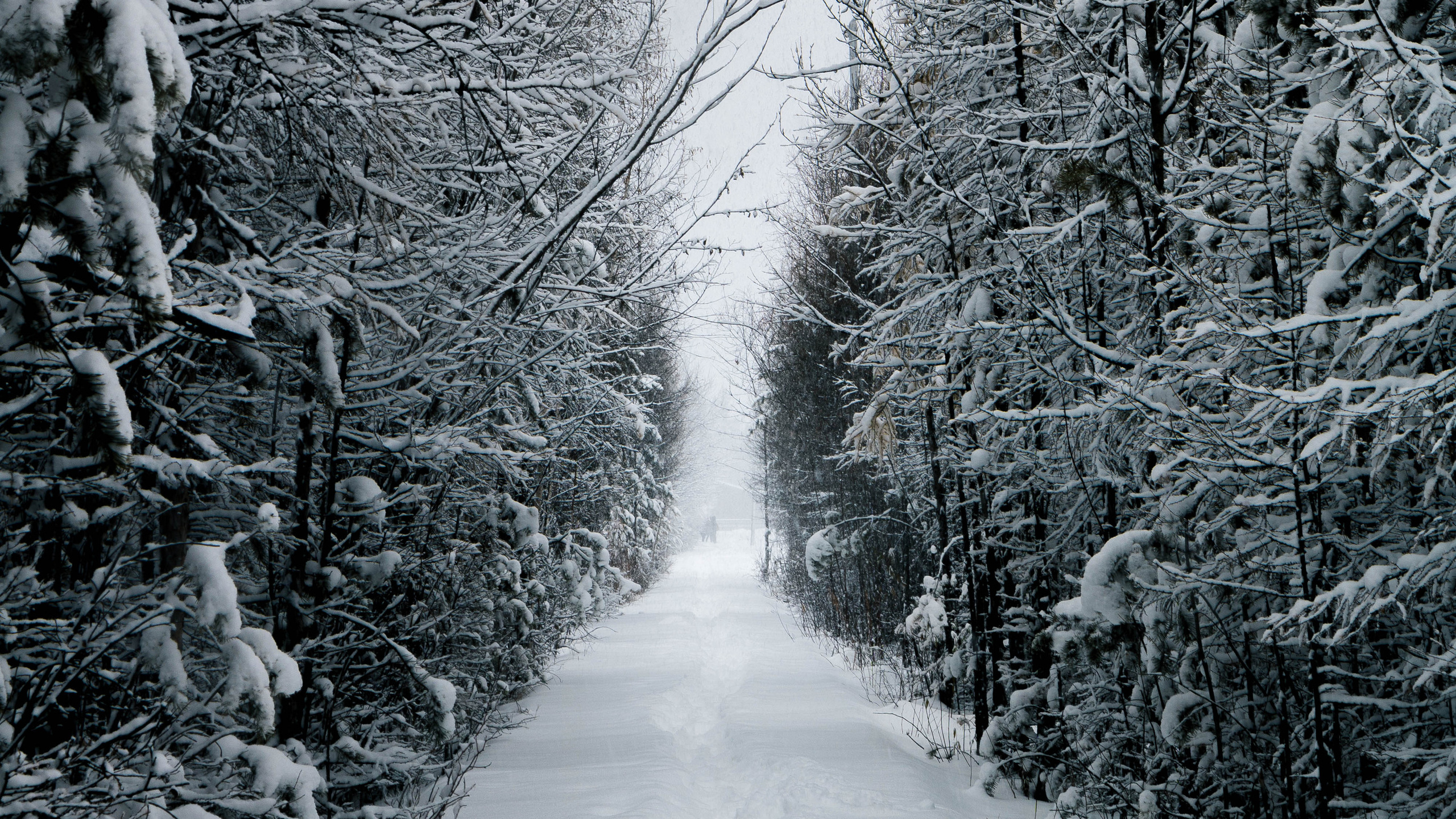 Природа. Danny Morgunovsky