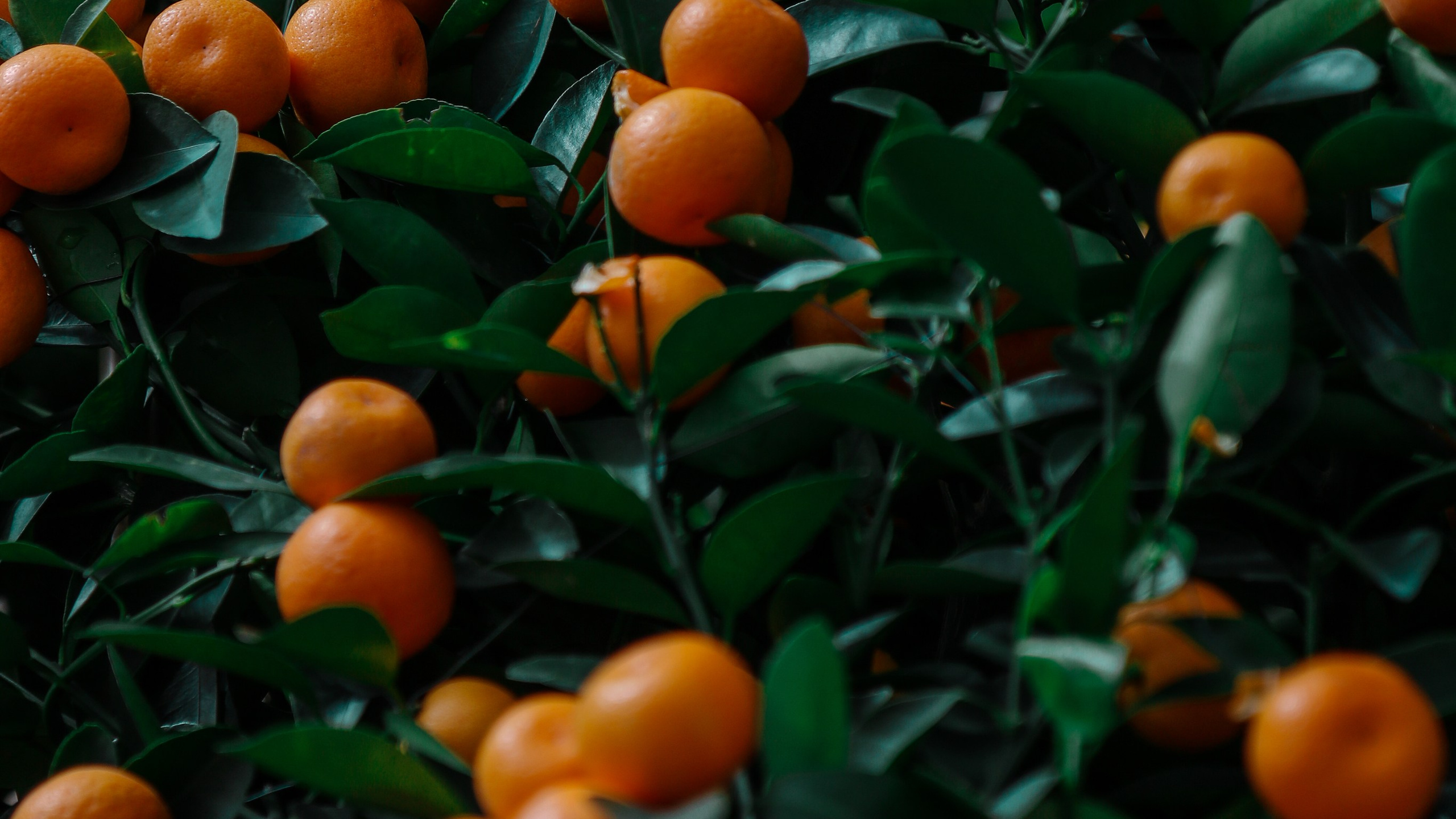 Китай'20. Danny Morgunovsky