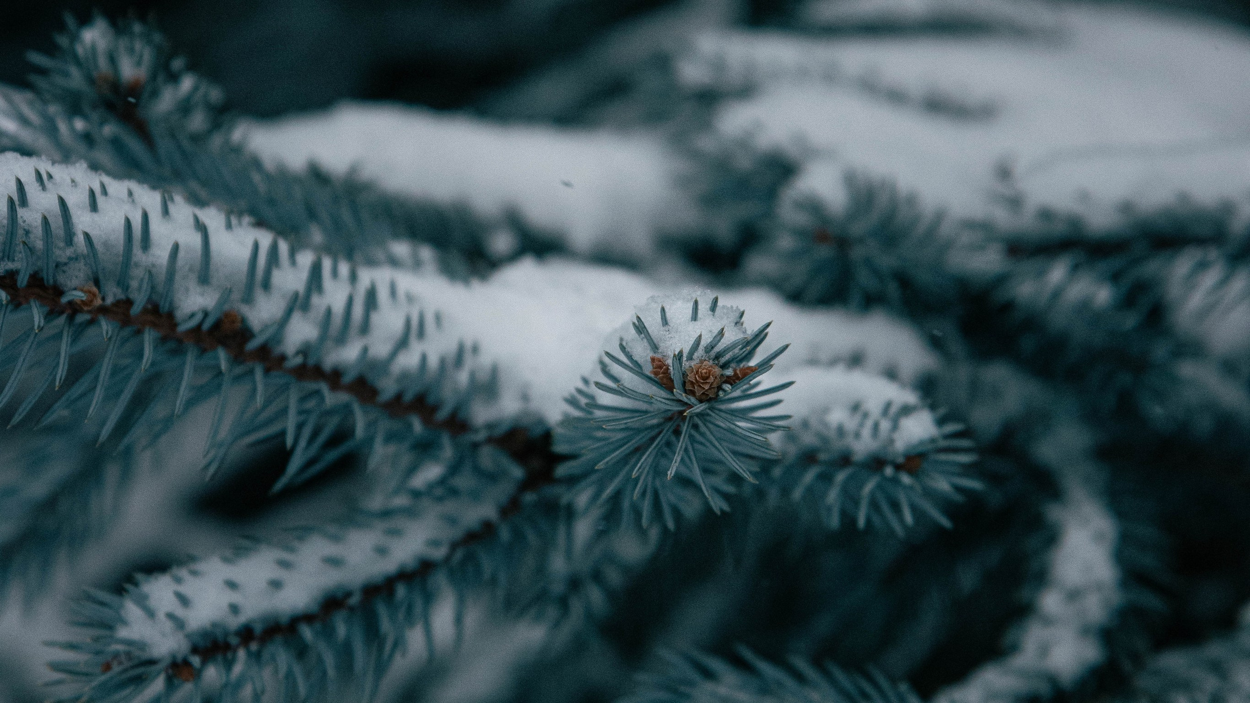 Алтай'21. Danny Morgunovsky