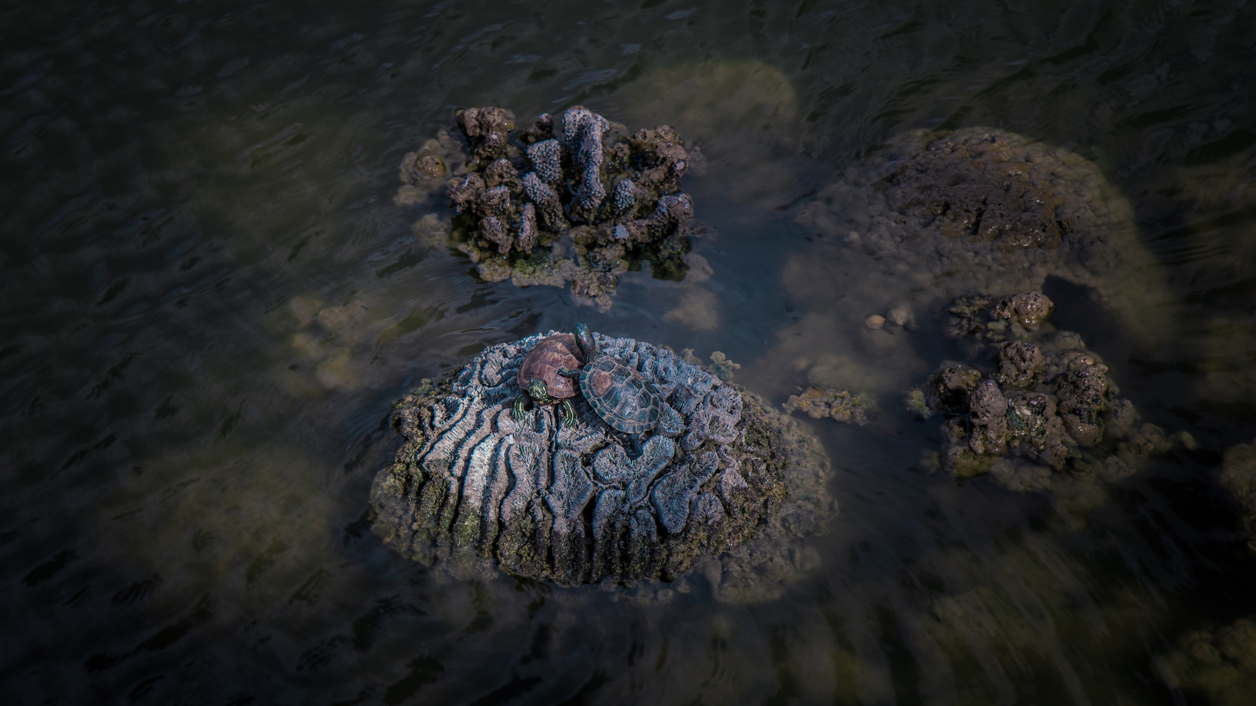 Китай'20. Danny Morgunovsky