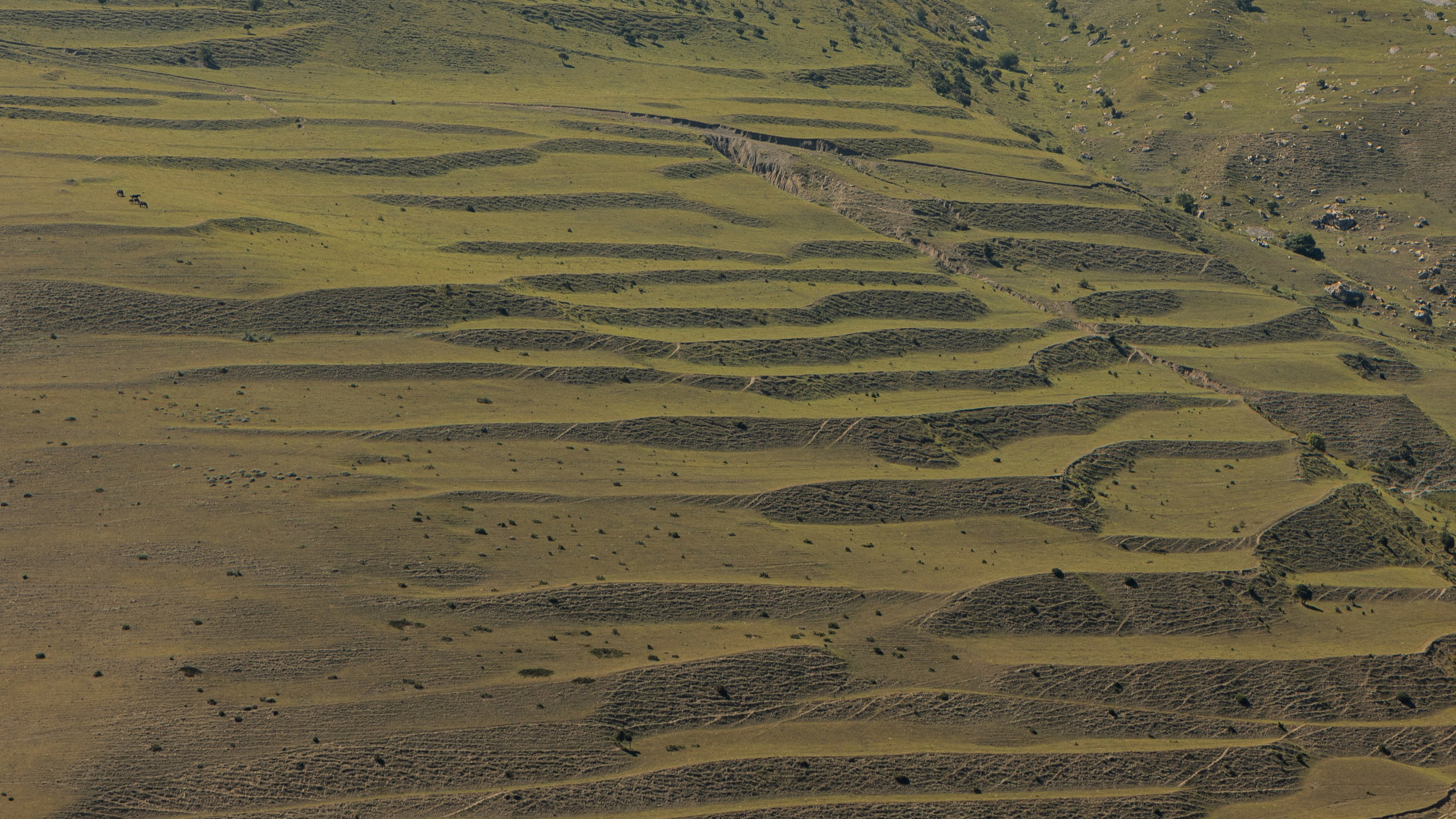 Кавказ'23. Danny Morgunovsky