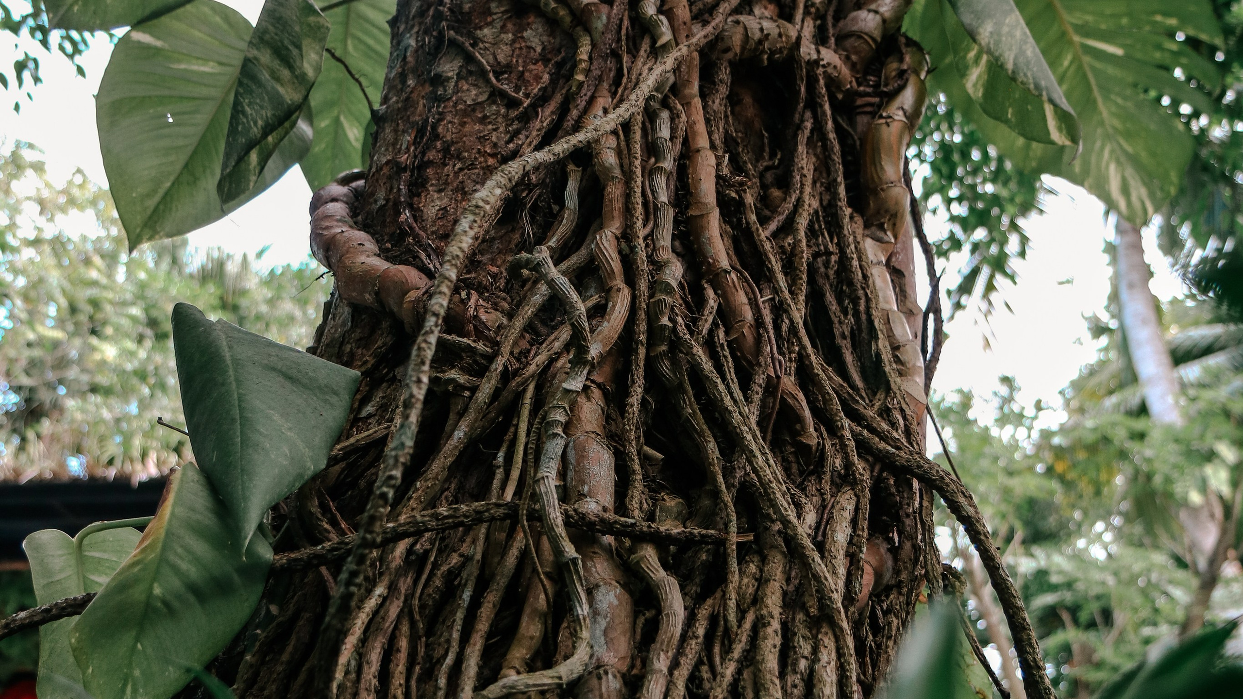 Китай'20. Danny Morgunovsky