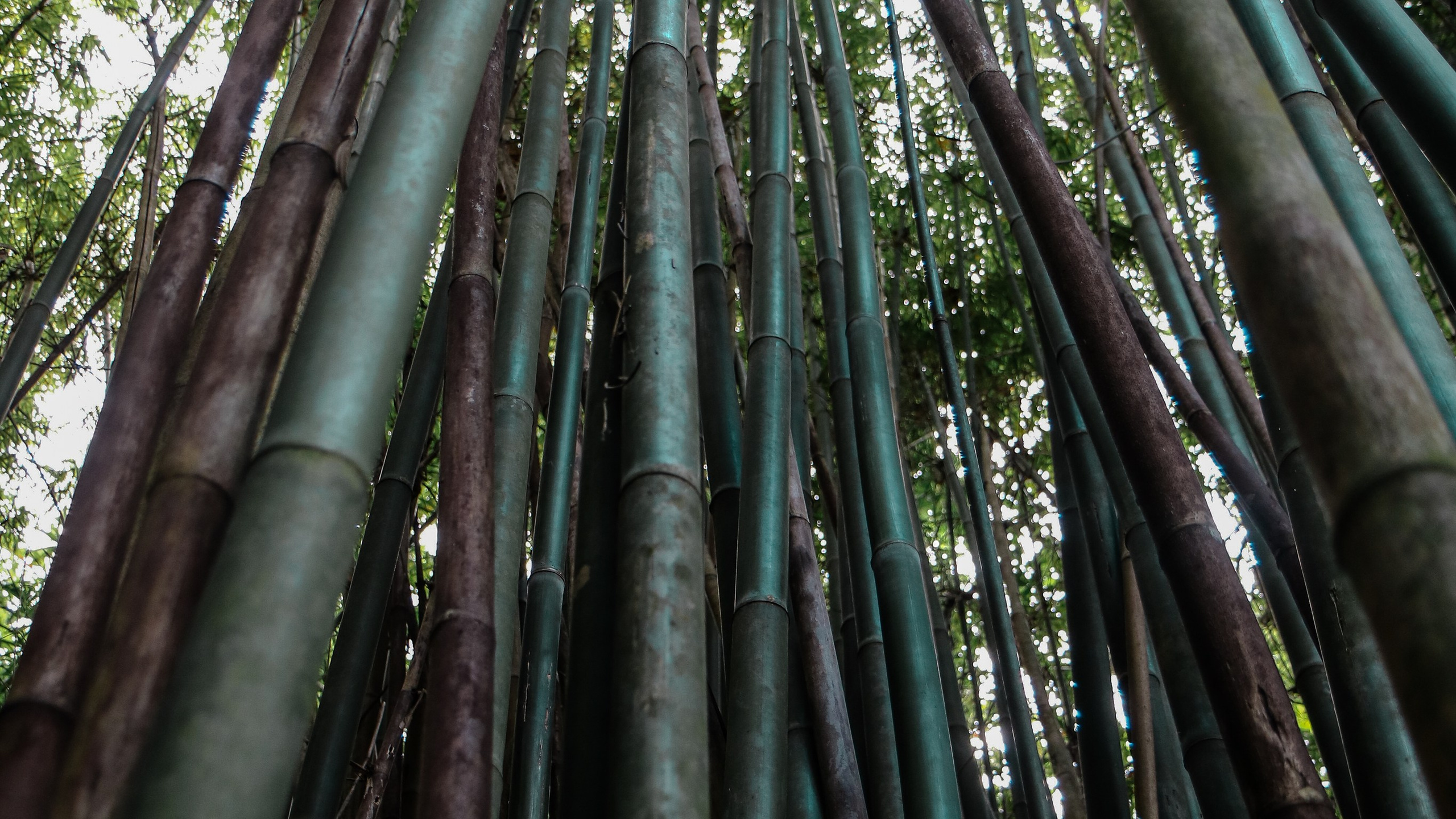 Китай'20. Danny Morgunovsky