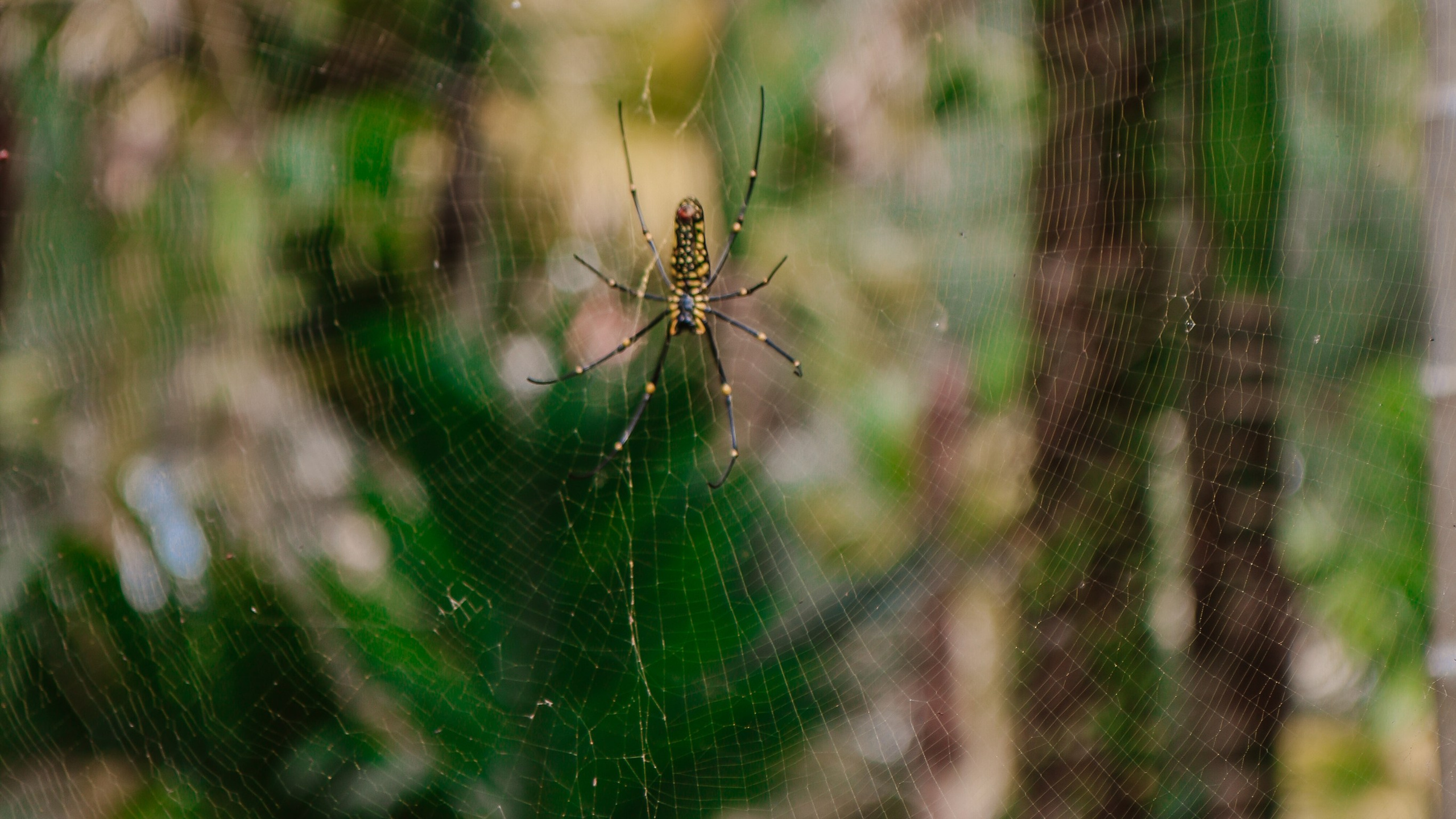 Китай'20. Danny Morgunovsky