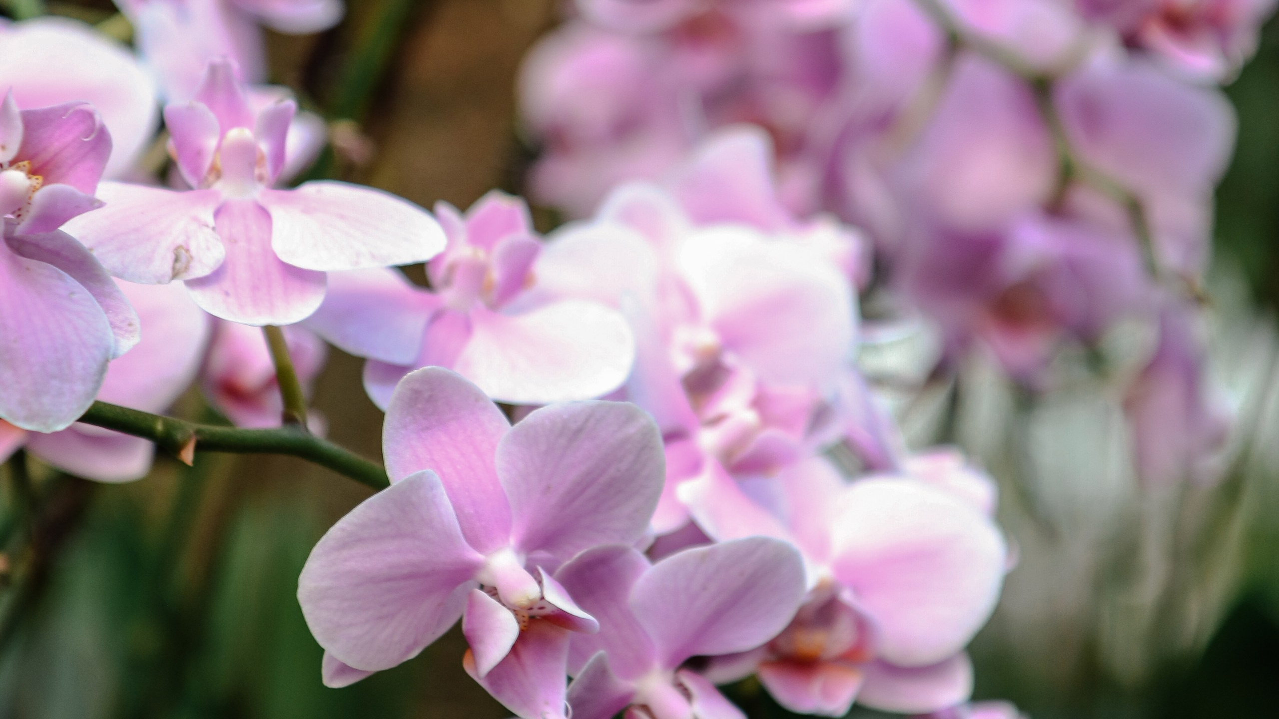 Китай'20. Danny Morgunovsky