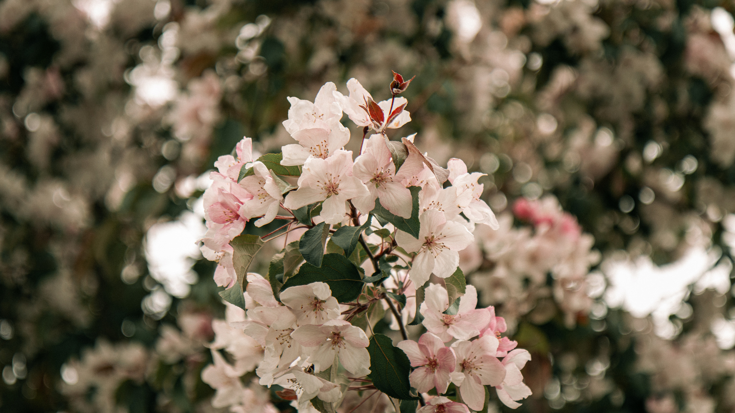 Природа. Danny Morgunovsky