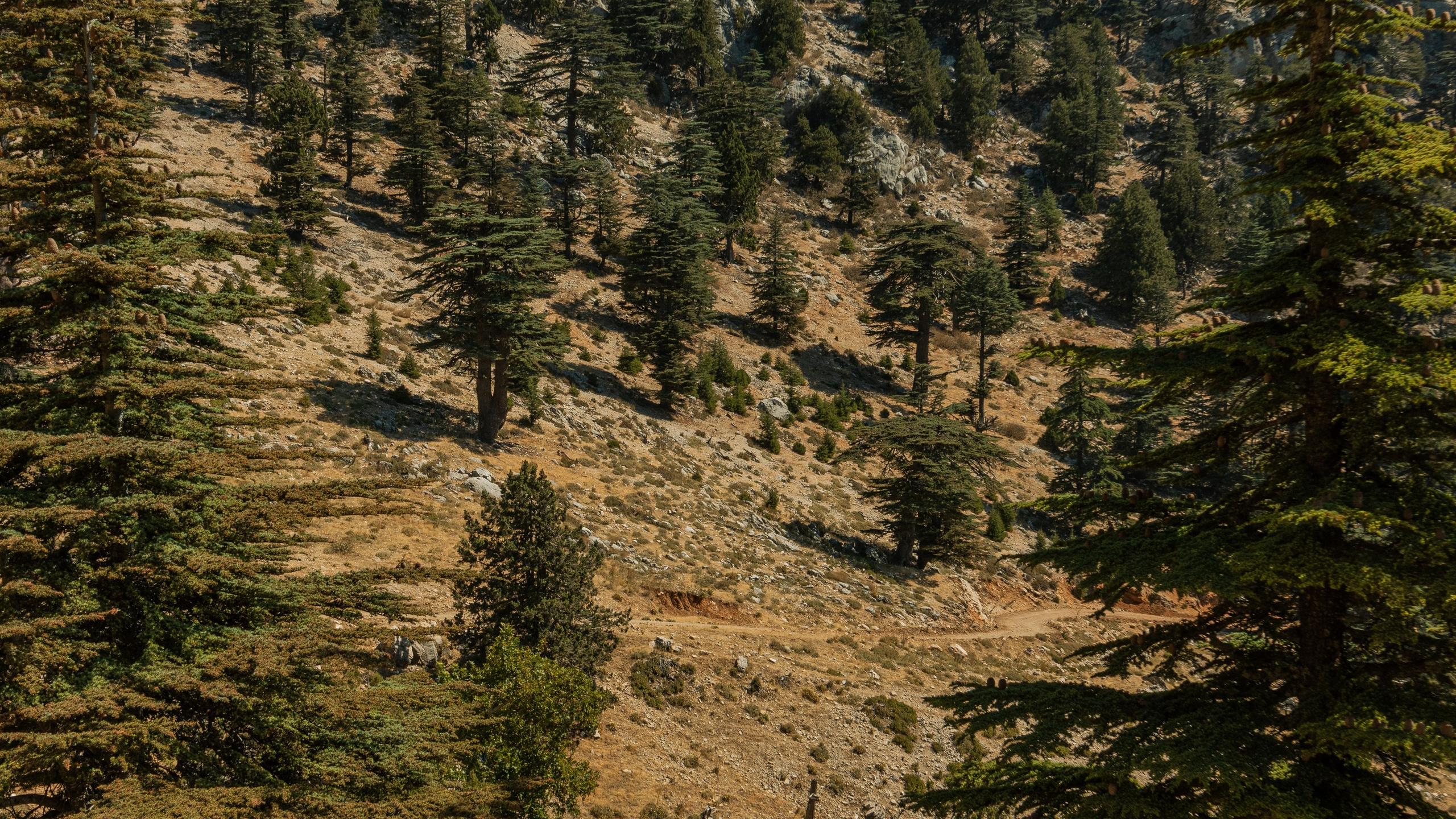 Турция'24. Danny Morgunovsky