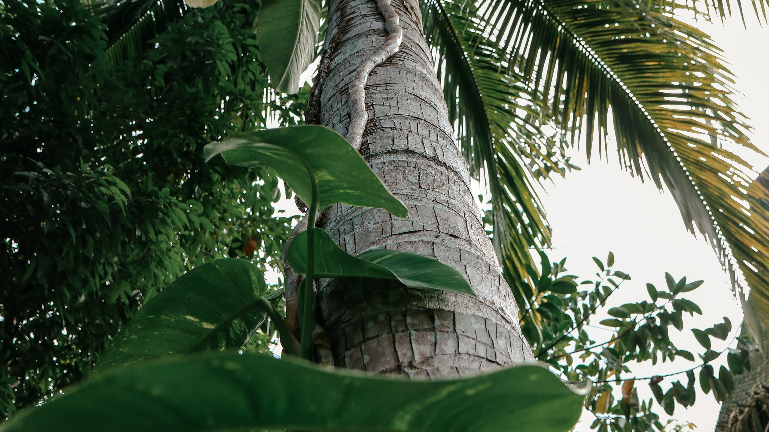 Китай'20. Danny Morgunovsky