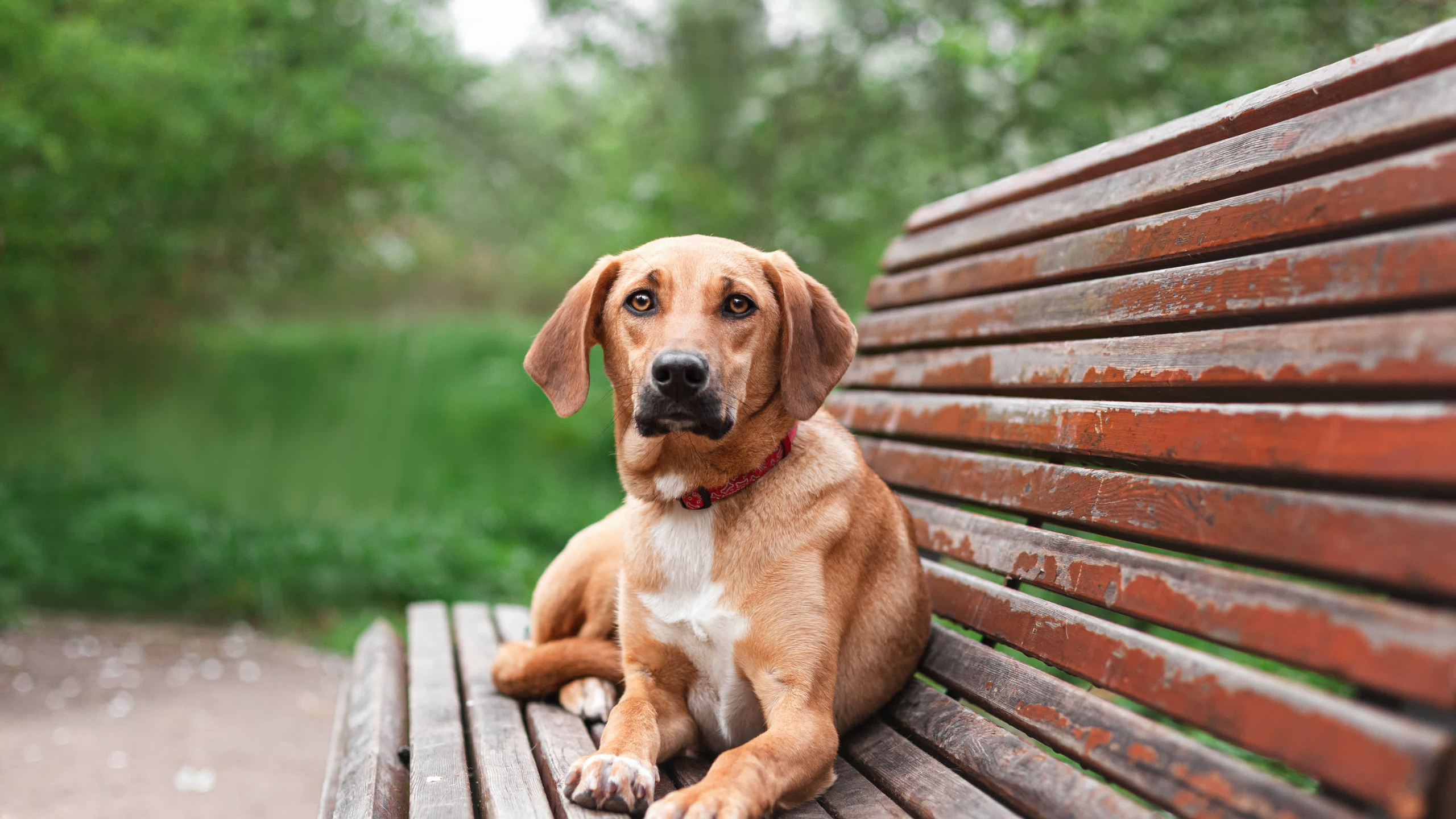 Съемка 3 собак в цветении 2023. Фотограф-анималист Татьяна Степанова