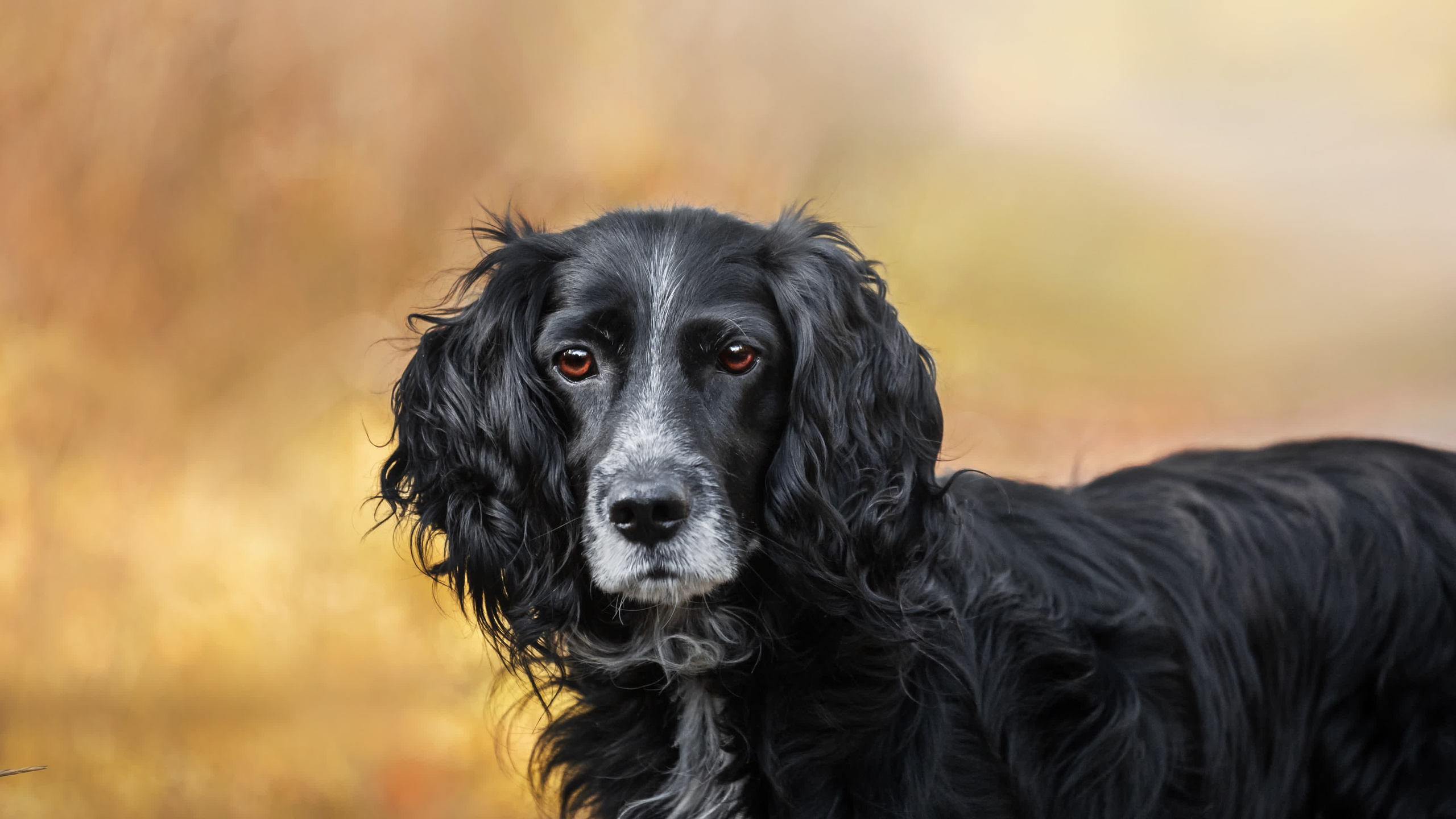 Барон и Лара 2022. Фотограф-анималист Татьяна Степанова