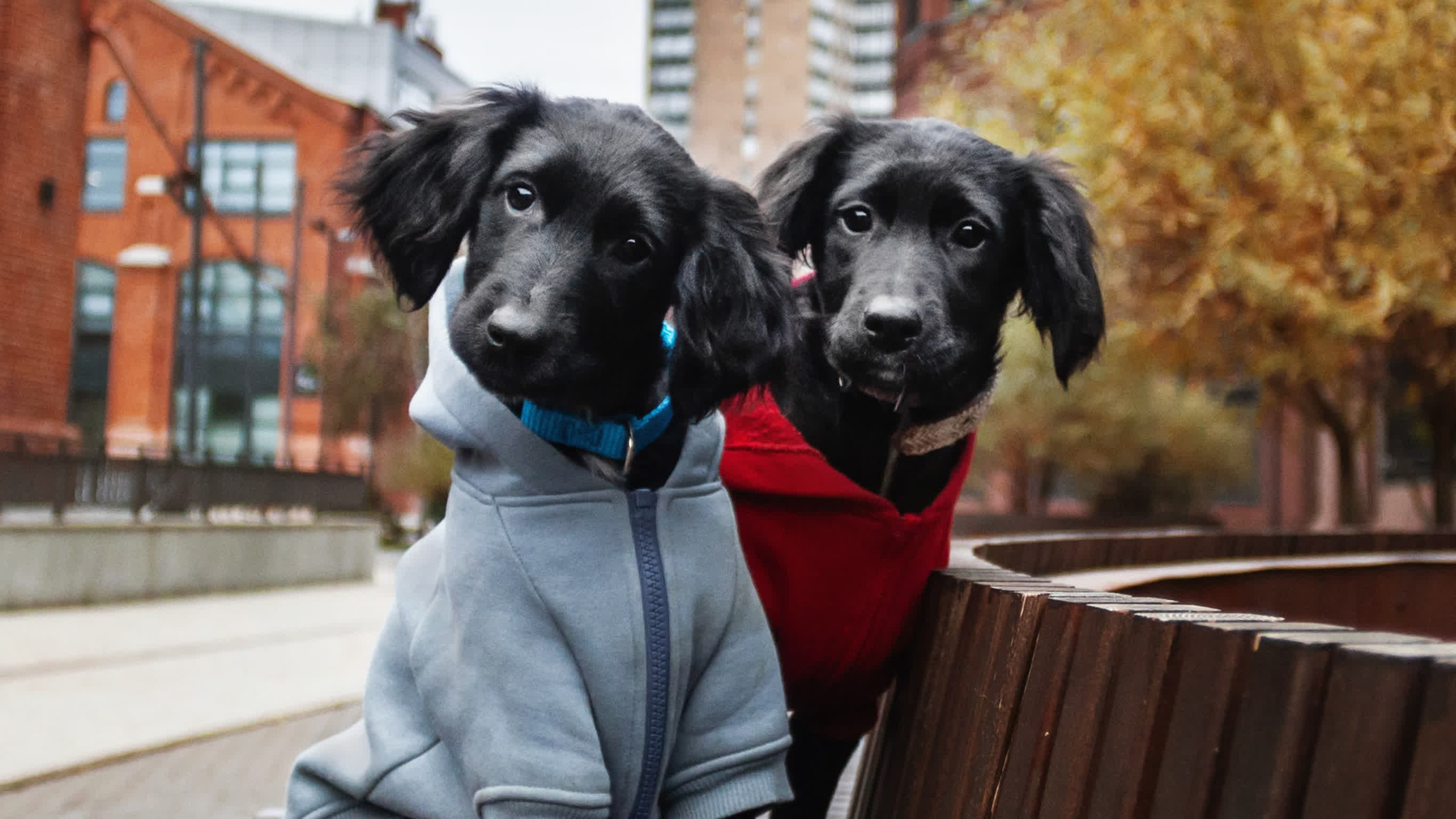 Пара щенков 2022. Фотограф-анималист Татьяна Степанова
