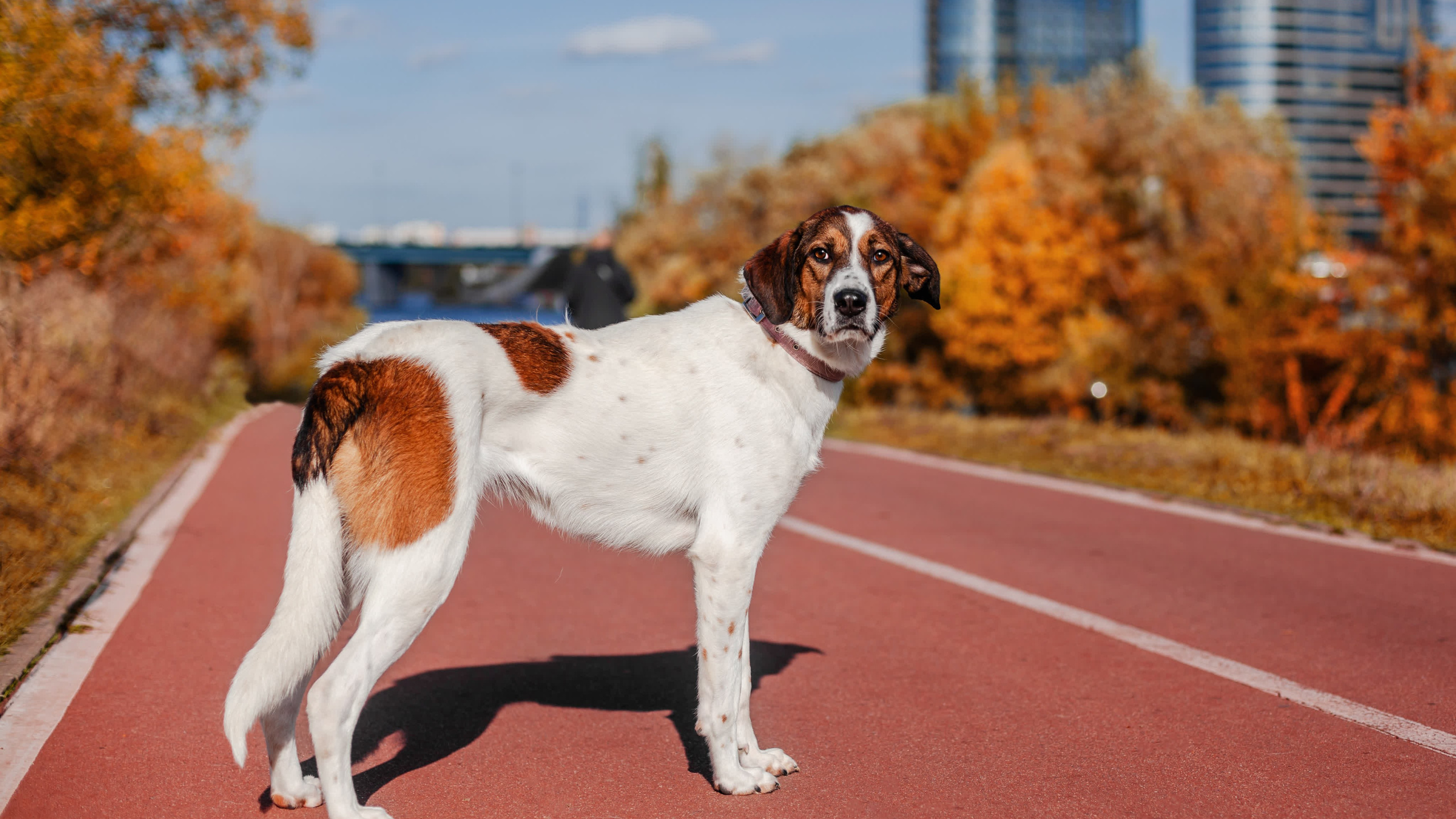 Барон и Лара 2022. Фотограф-анималист Татьяна Степанова