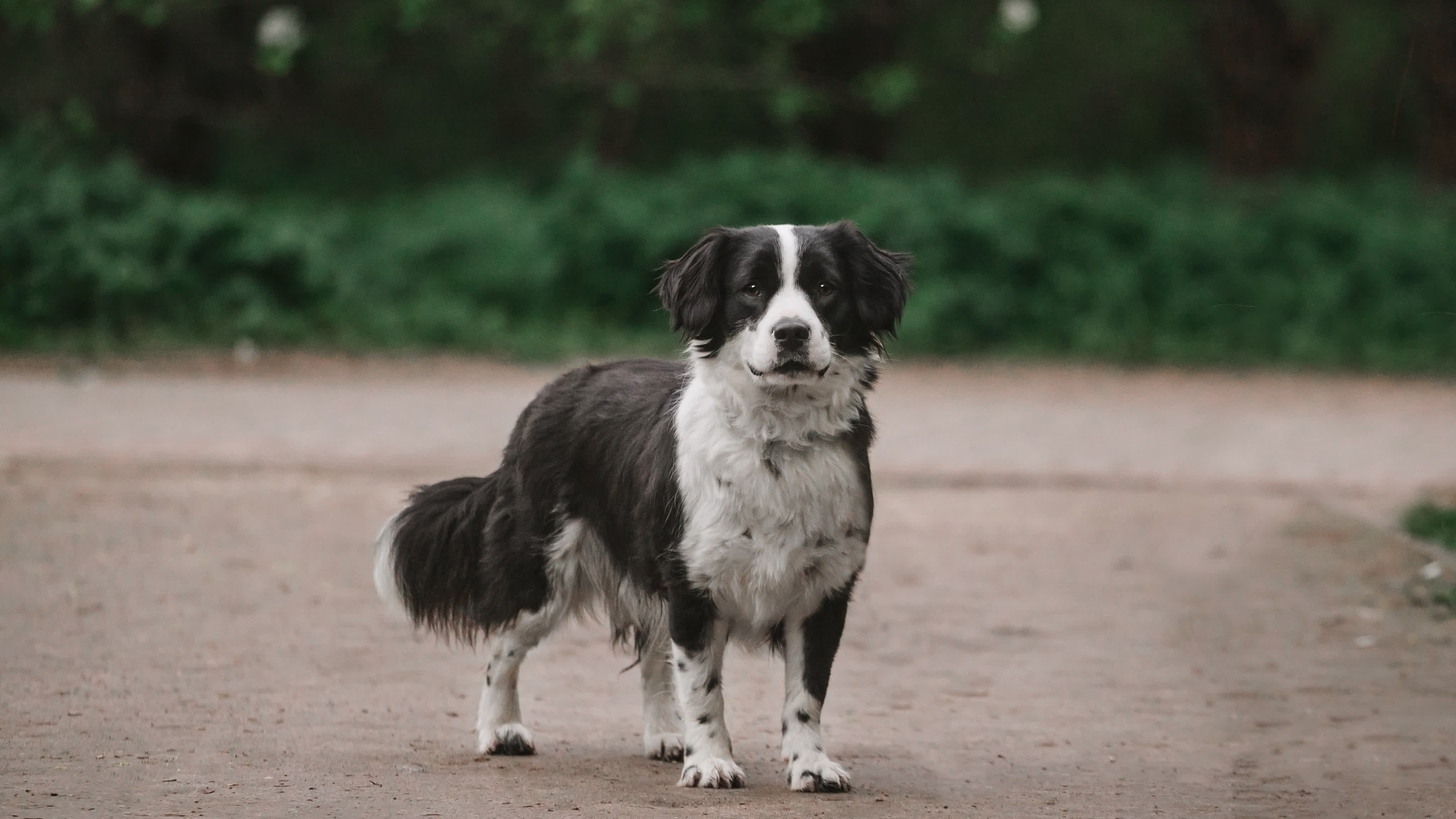 Съемка 3 собак в цветении 2023. Фотограф-анималист Татьяна Степанова