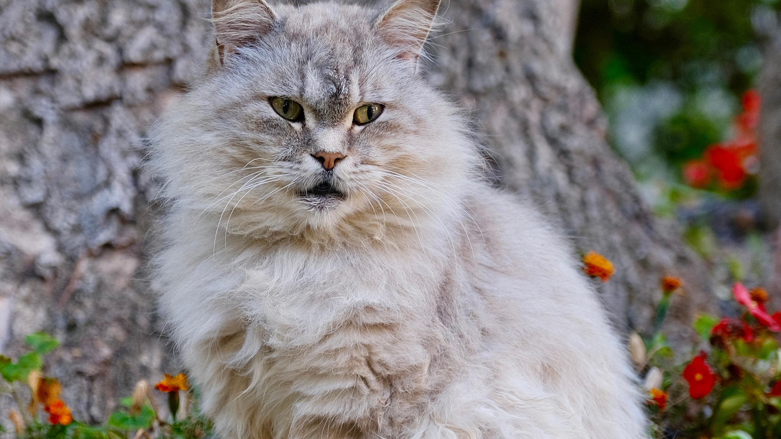 Зеленоградск. Котики.