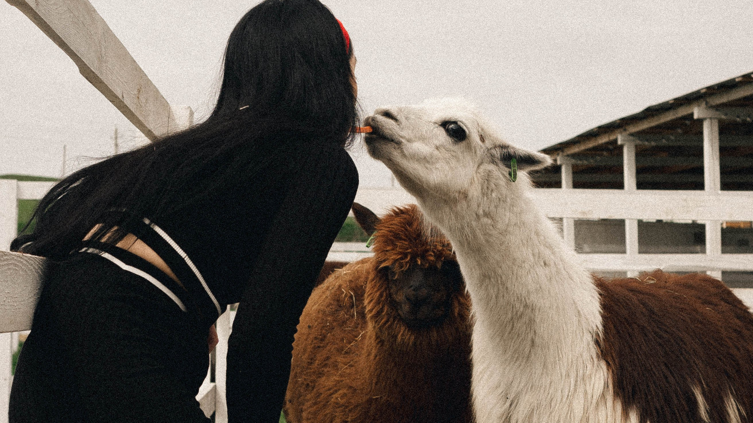 ферма Альпак