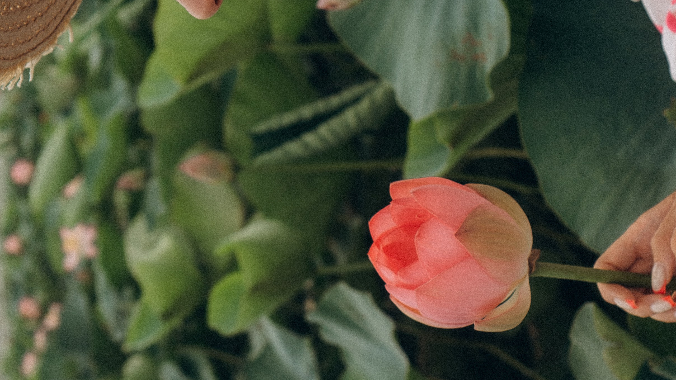 ЛОТОСОВАЯ ПОЛЯНА