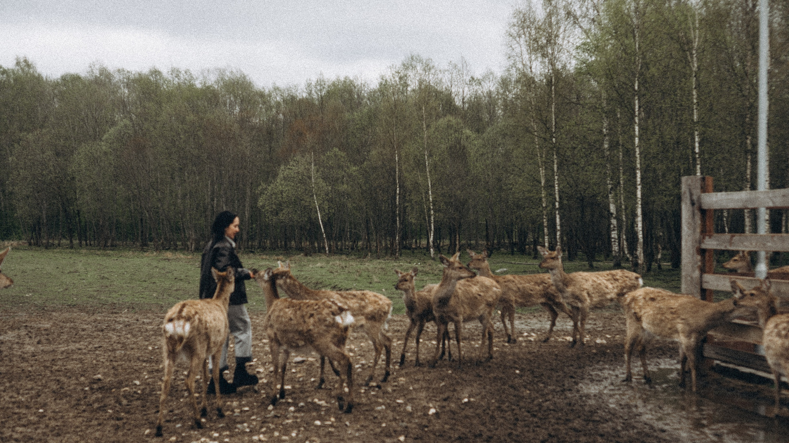 ОЛЕНЬЯ ФЕРМА В ТВЕРИ
