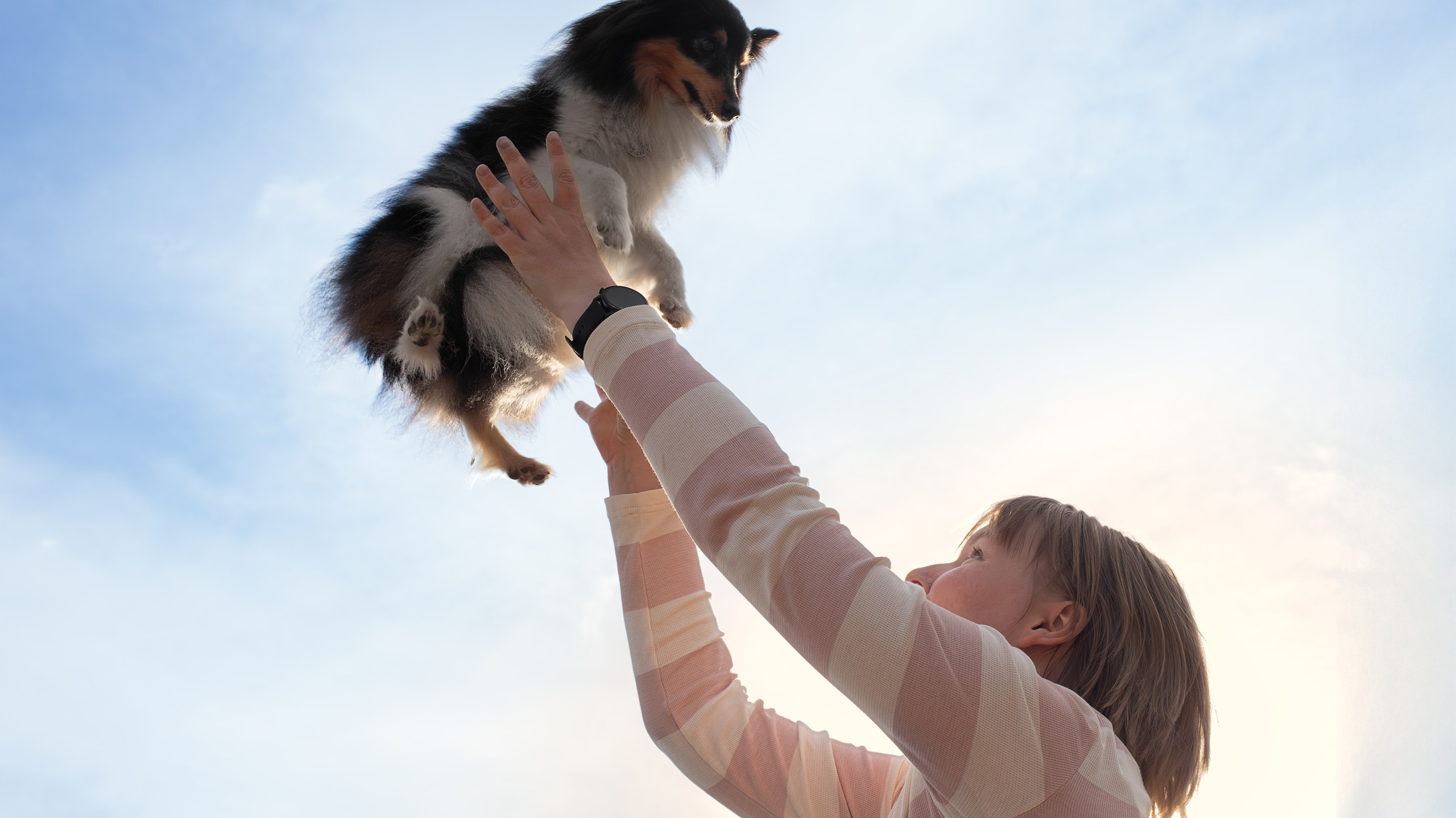 Мята, Шелти