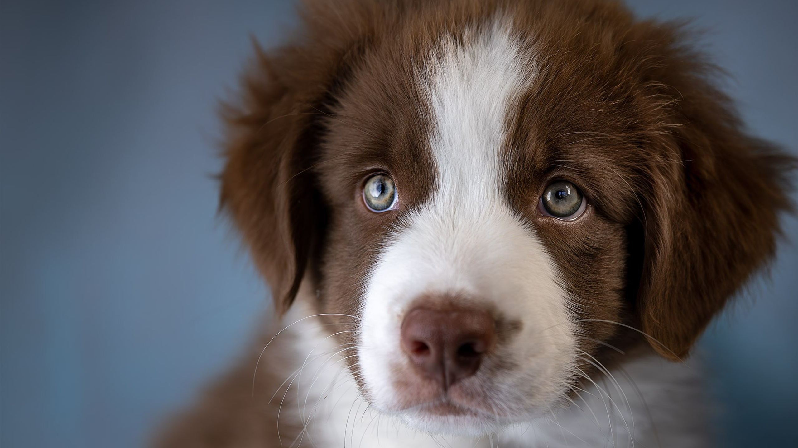 Дин, Австралийская Овчарка