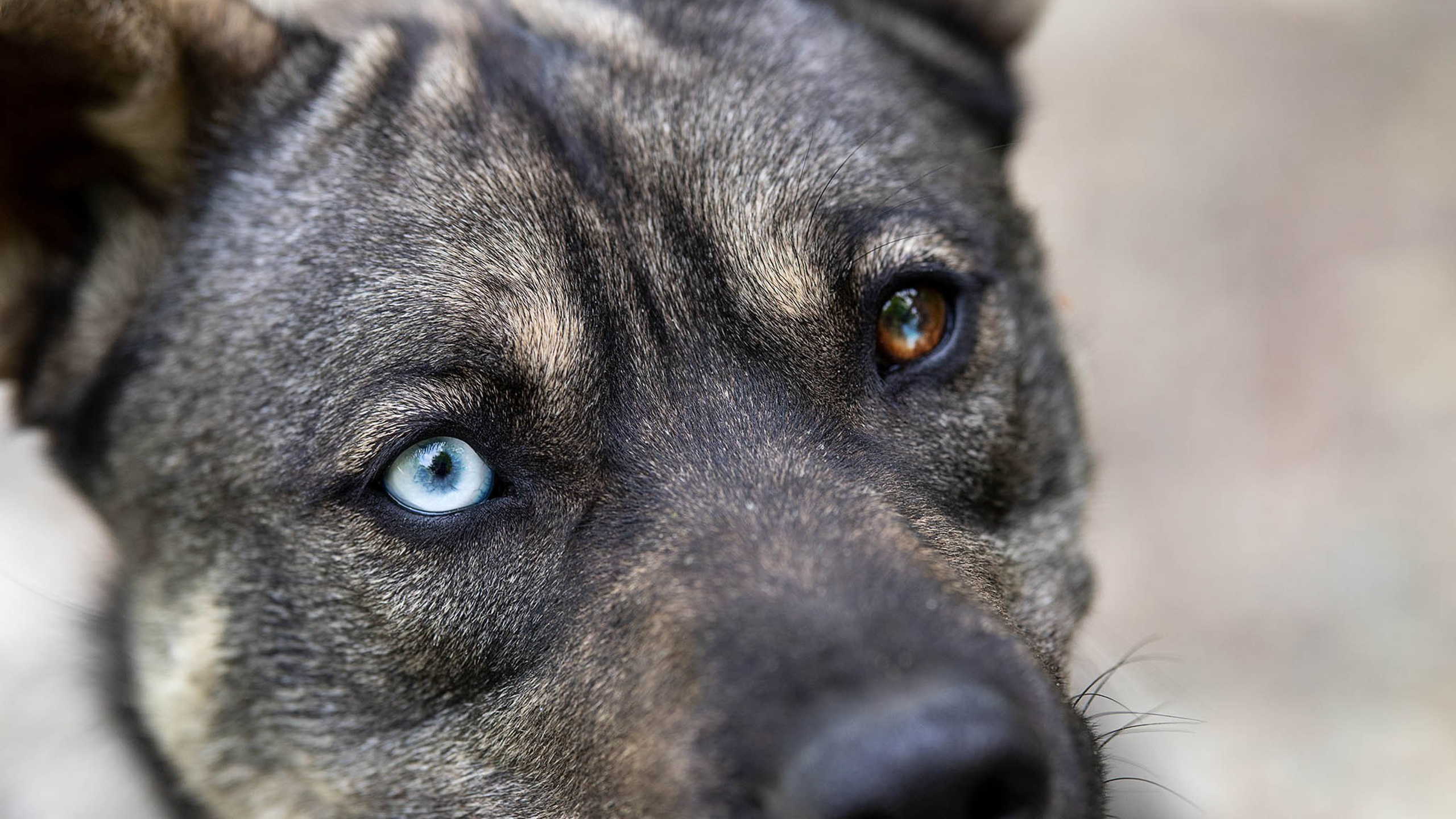 Кай и Герда