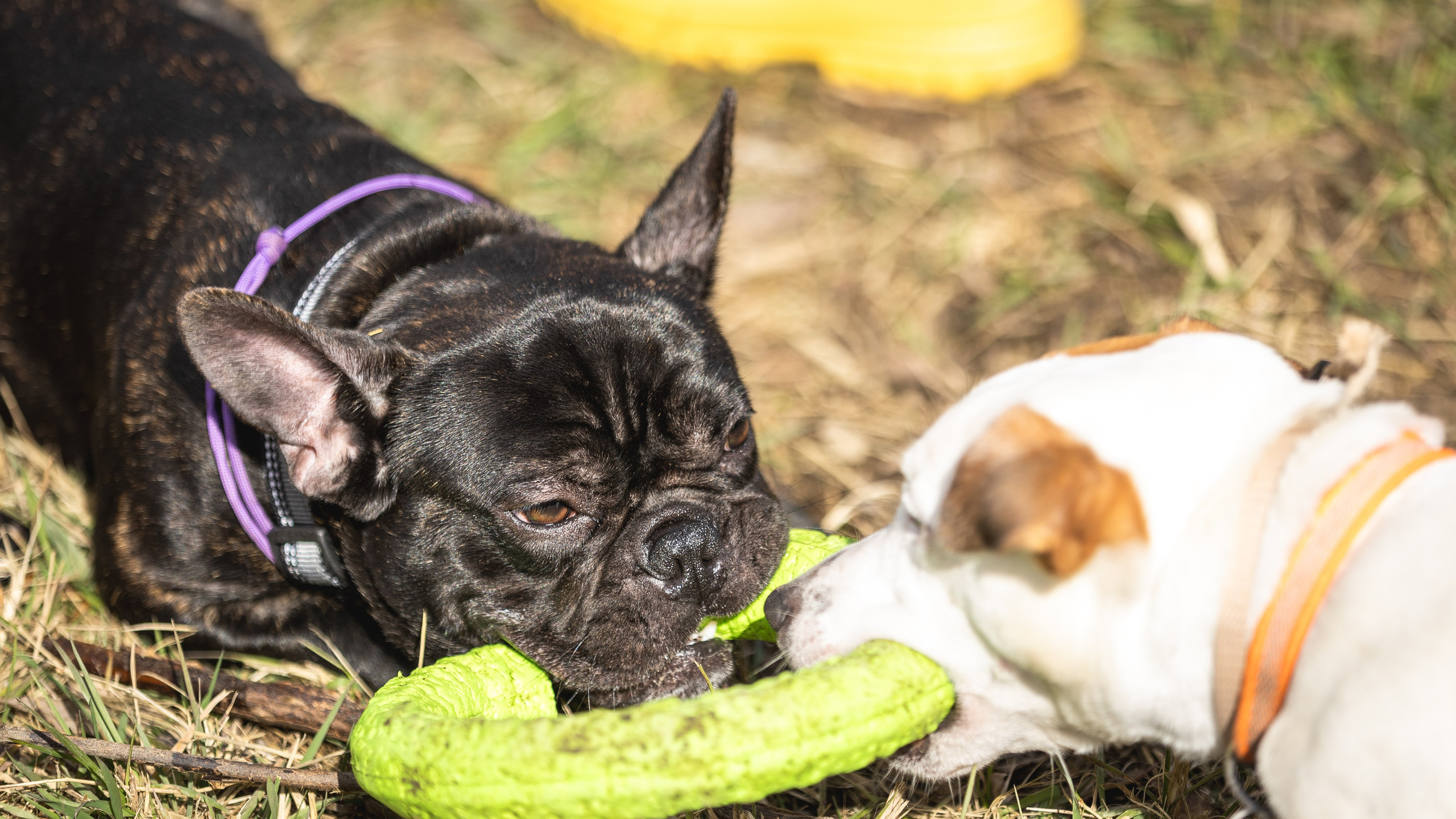 Догтуса 24.03.2024