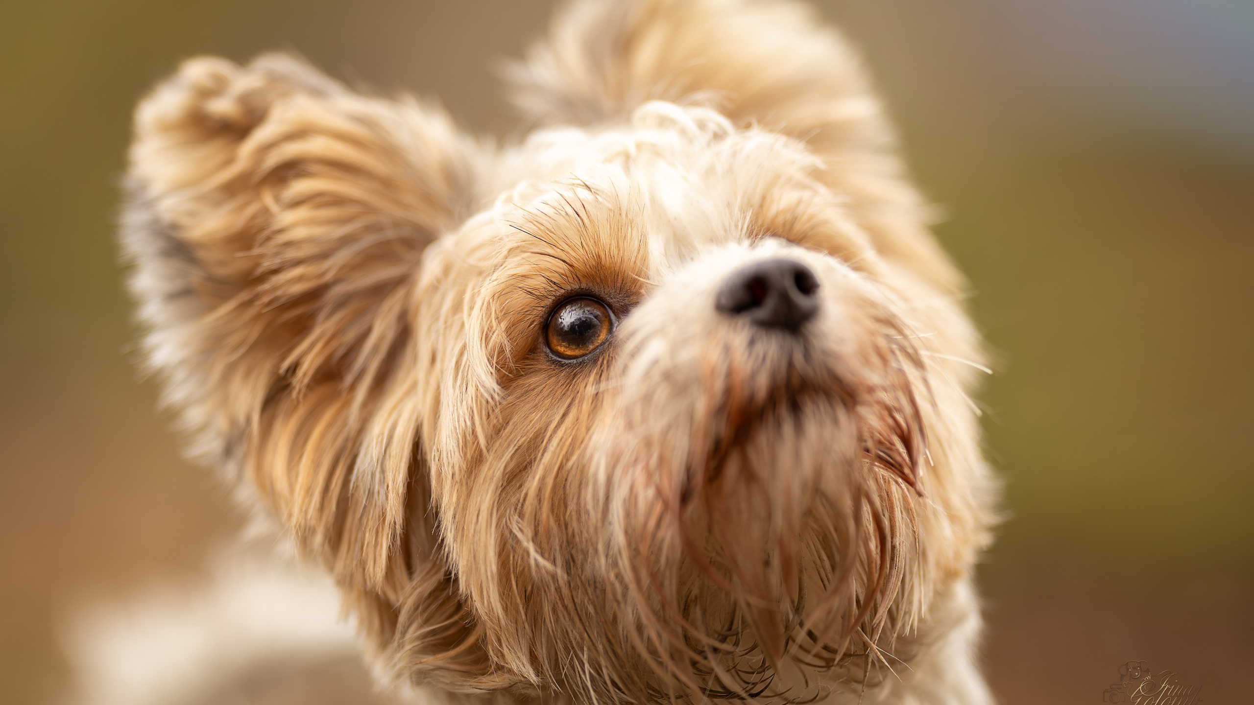 Тоша, Бивер-Йорк