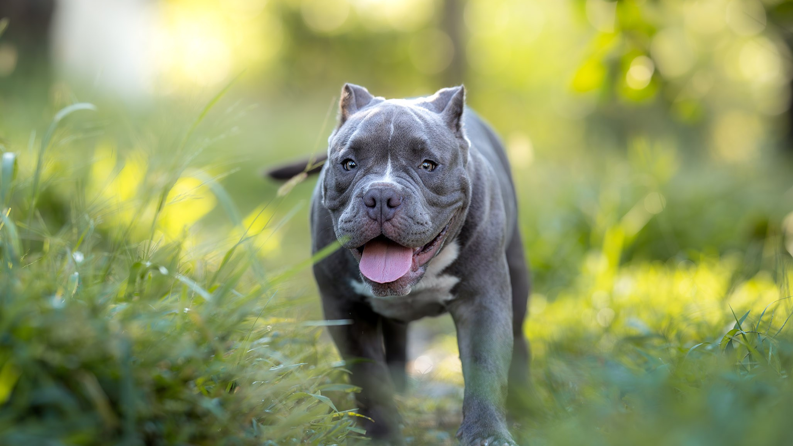 Малыши Американские Булли