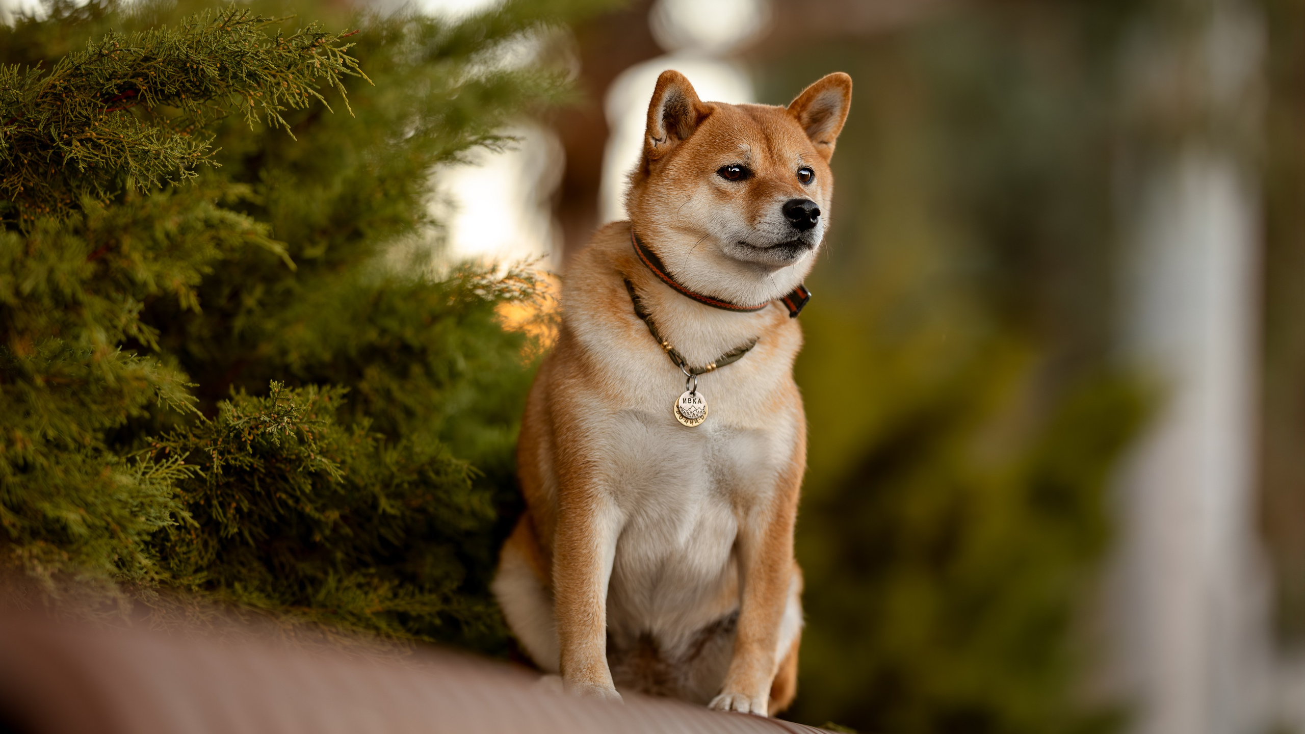 Иви, Сиба-Ину